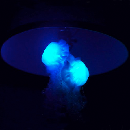 Jellies.png