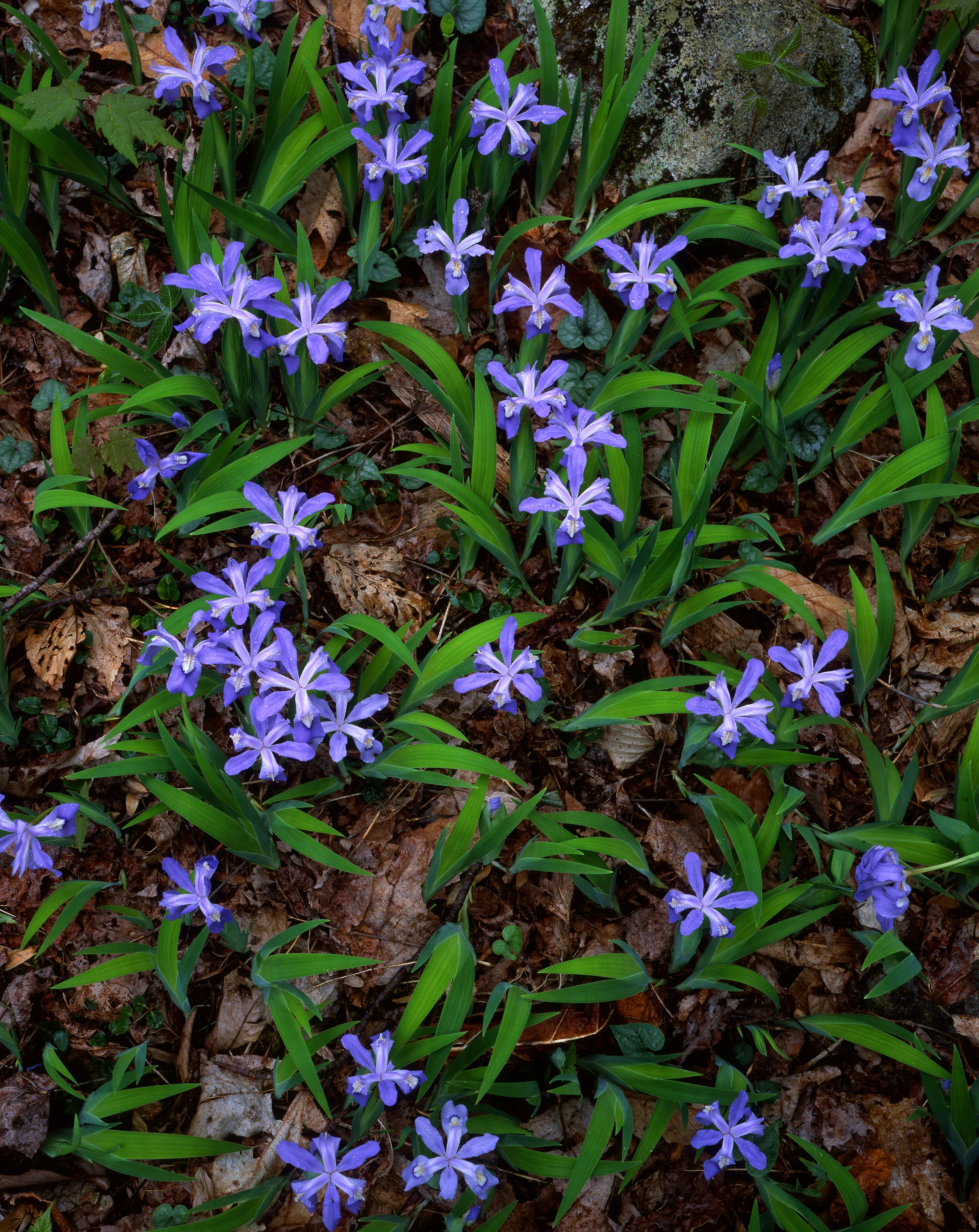 Dwarf Crested Irises