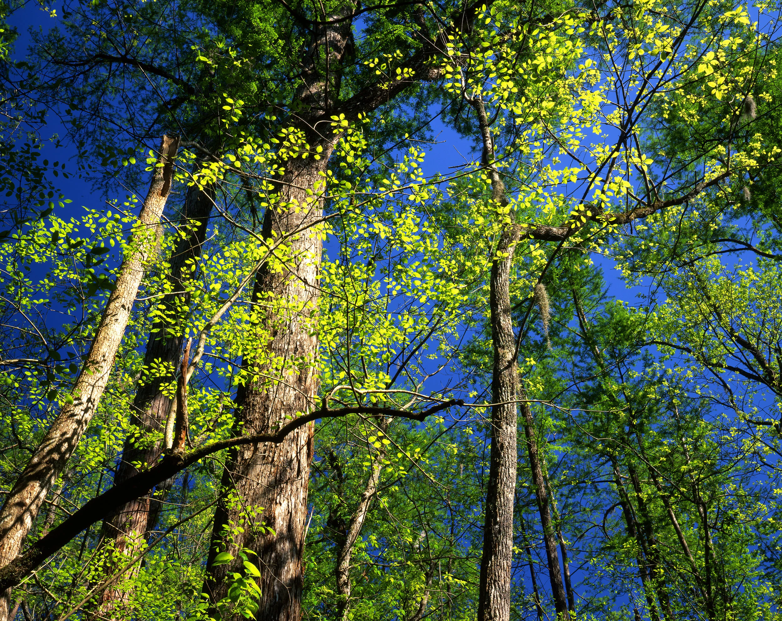 Beidler Forest No. 2