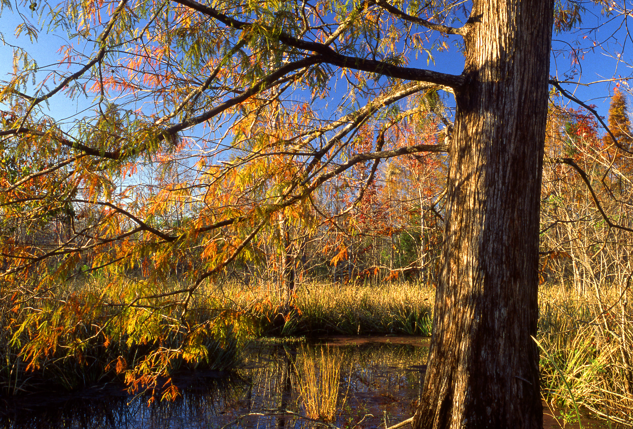 Old Santee Canal State Park
