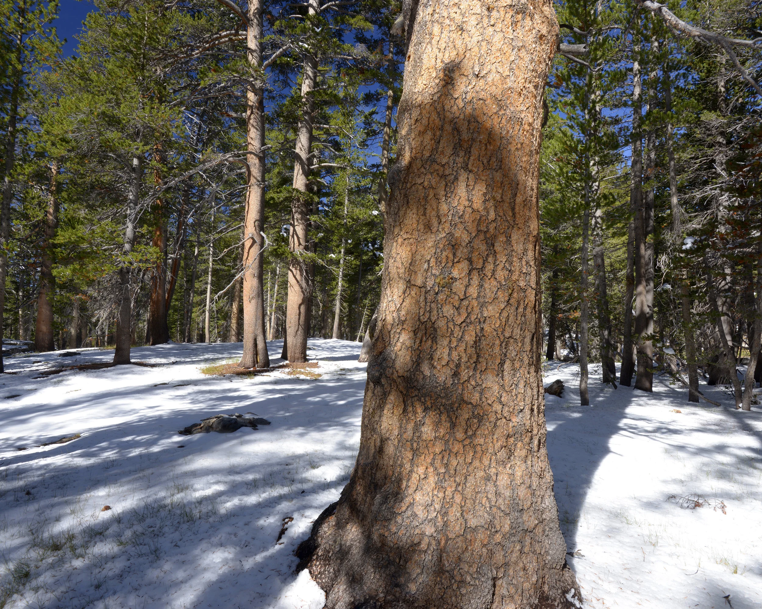 Trail to Mono Pass No. 1