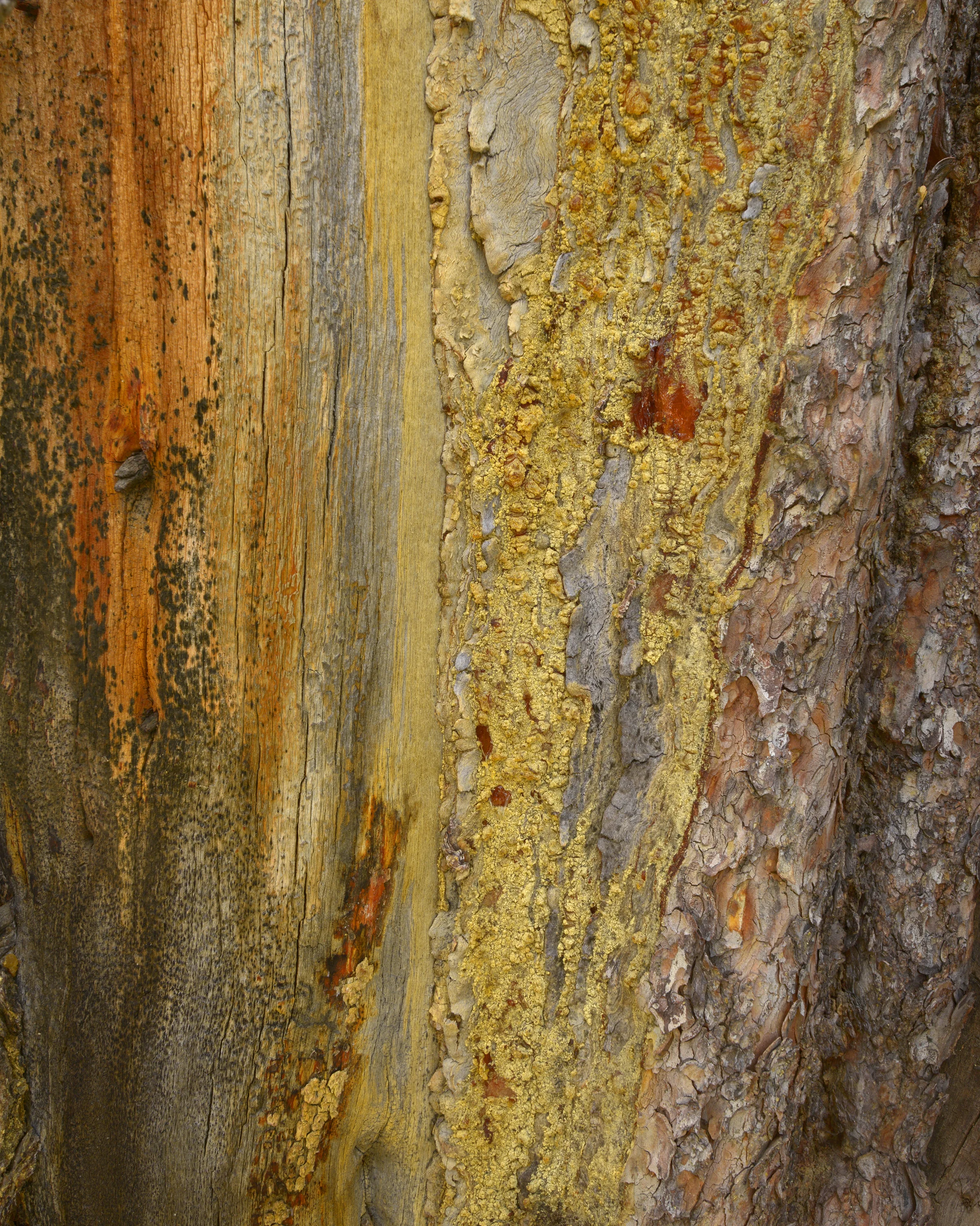 Trail to Mono Pass No. 2