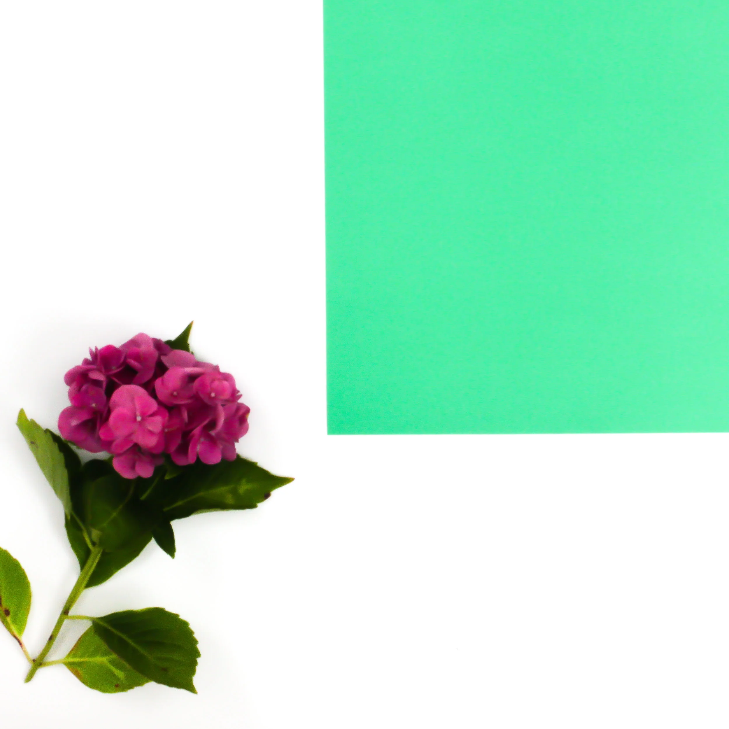 GreenFlowersPurple-1.jpg
