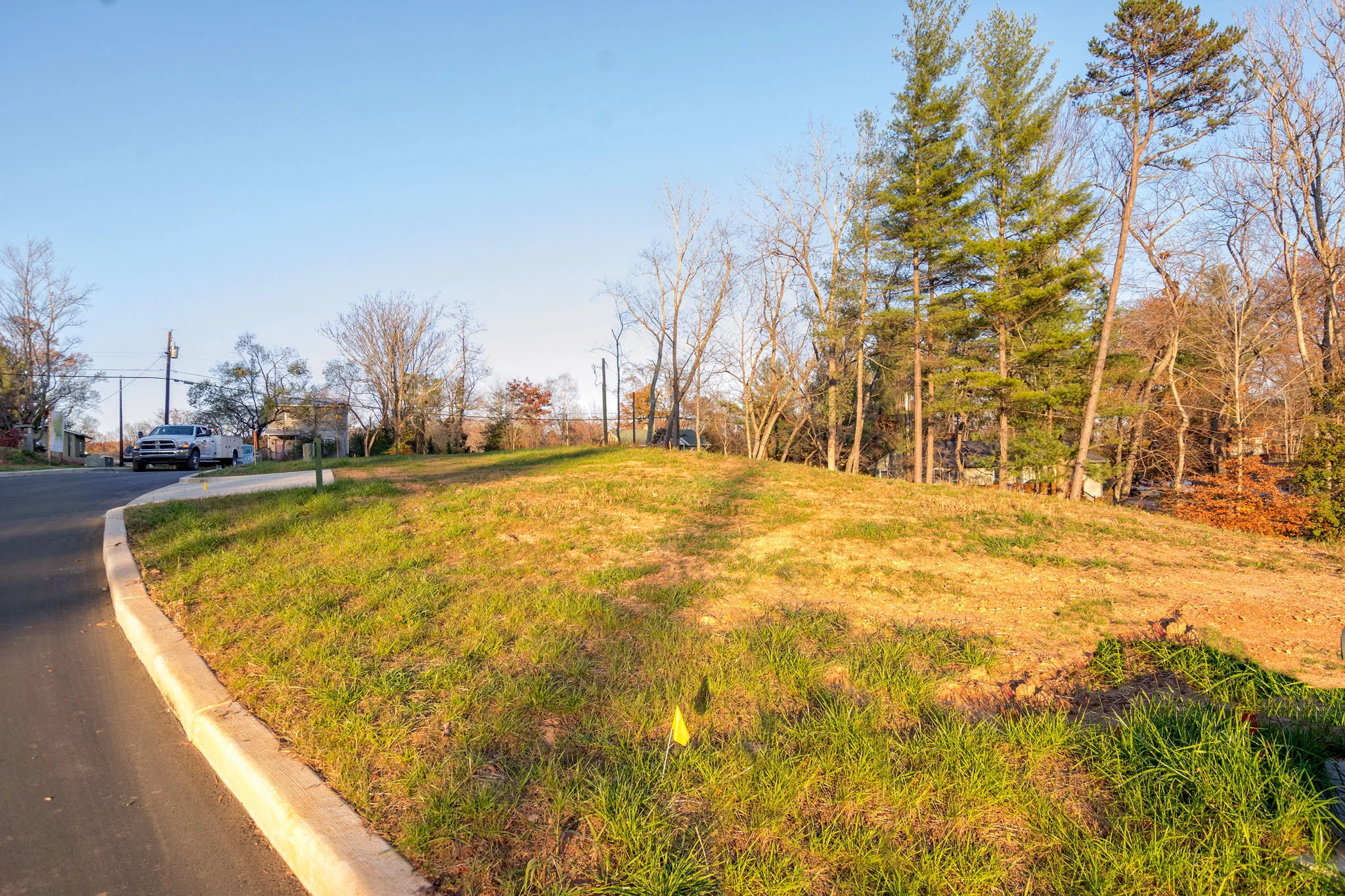 Trees at Back Border for Privacy