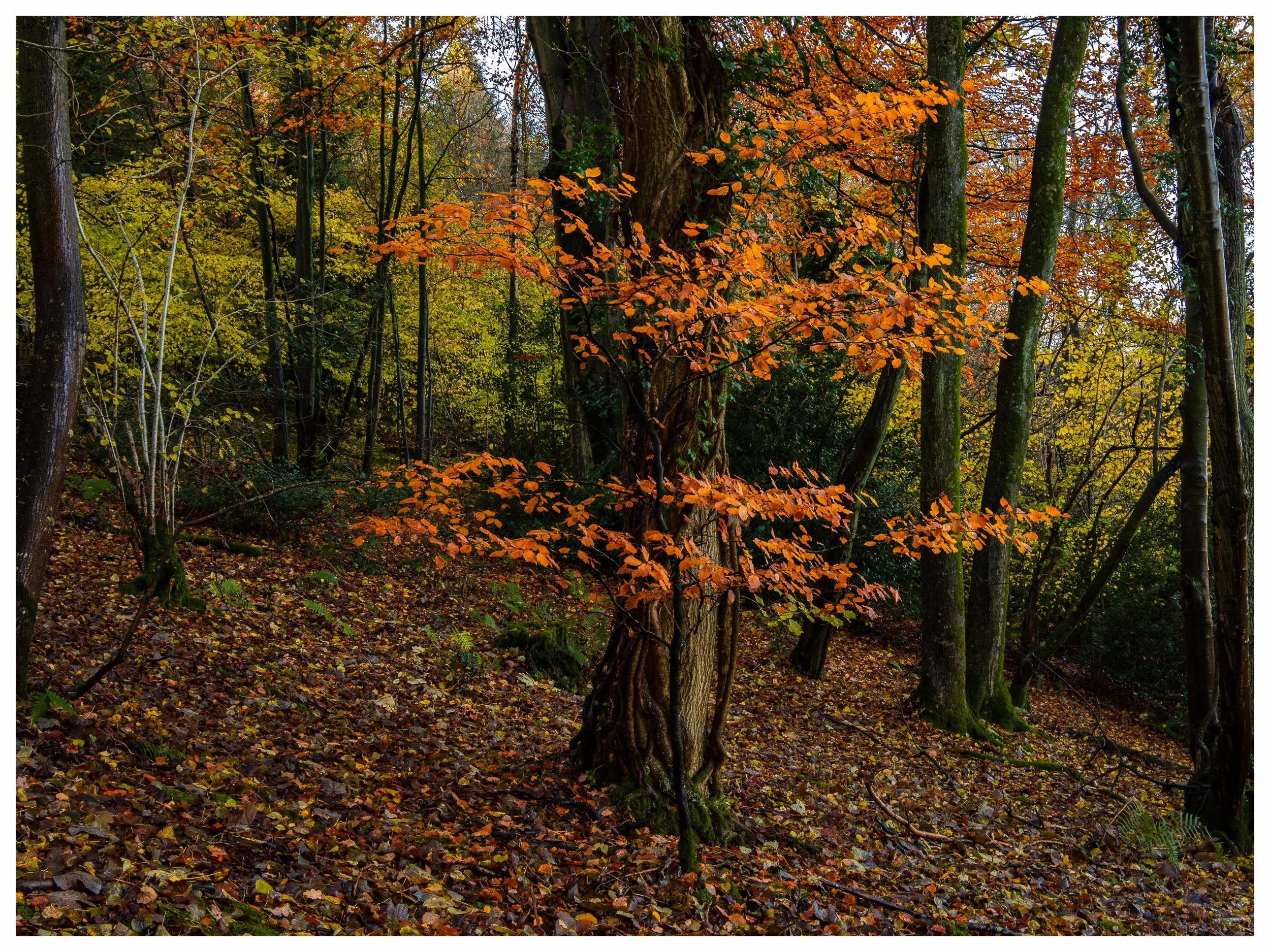 Autumn colours @ Fuller's hay, Somerset