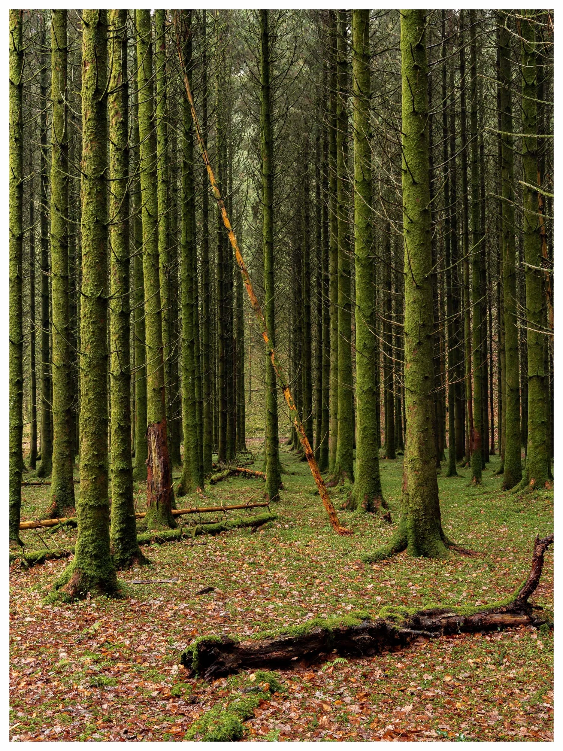 Fallen comrade, pines on the river Barle, Exmoor