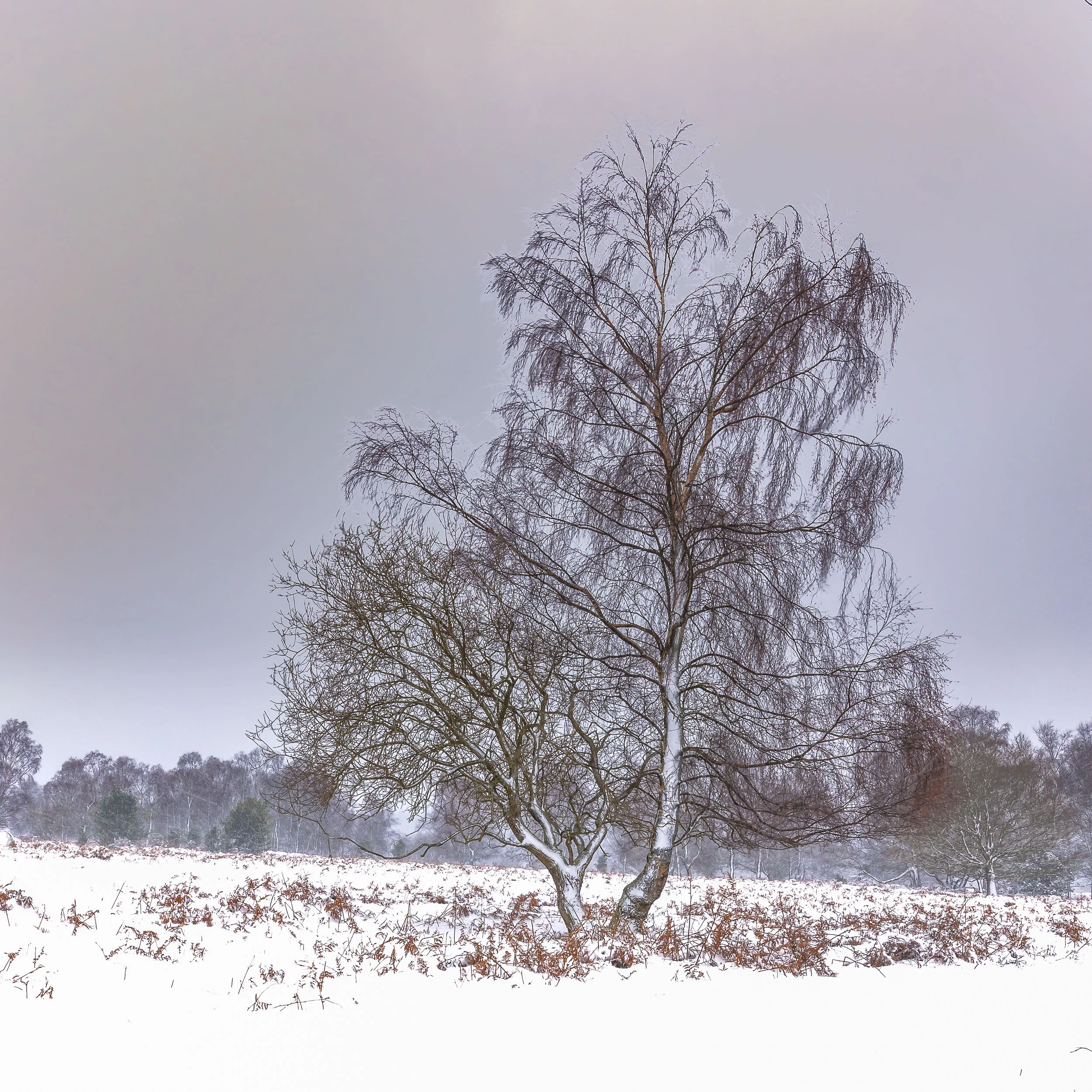 Birch in the snow, Mendips