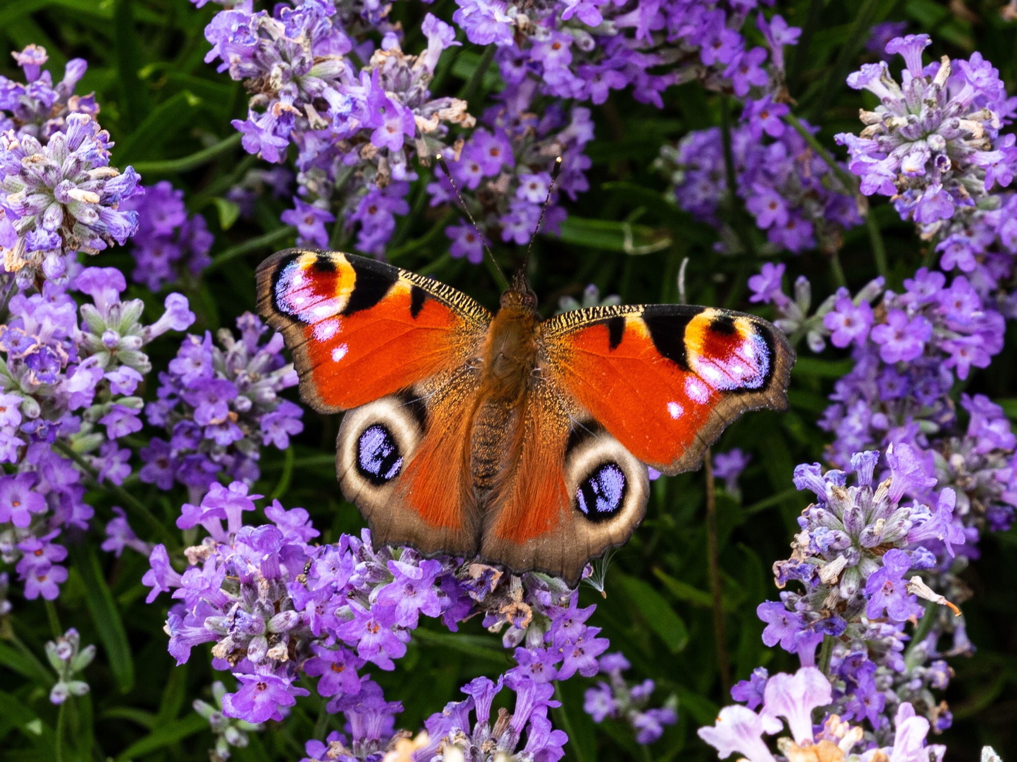 Peacock Butterfly