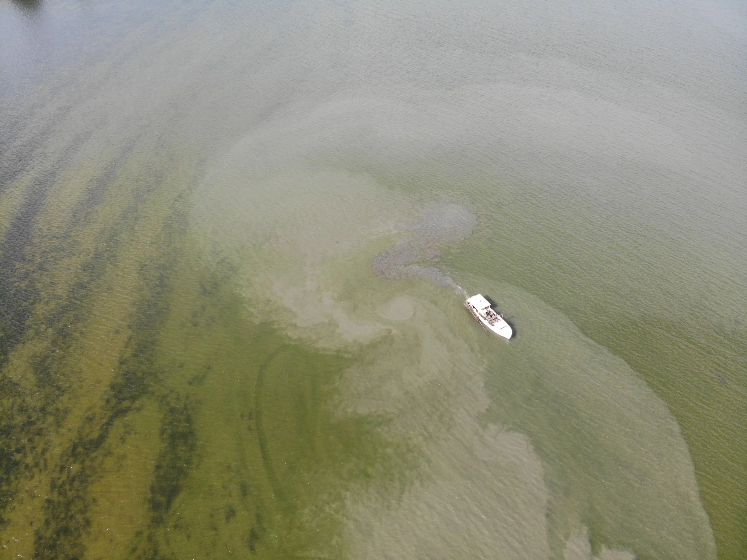 Sediment plume kicked up by clamming activity