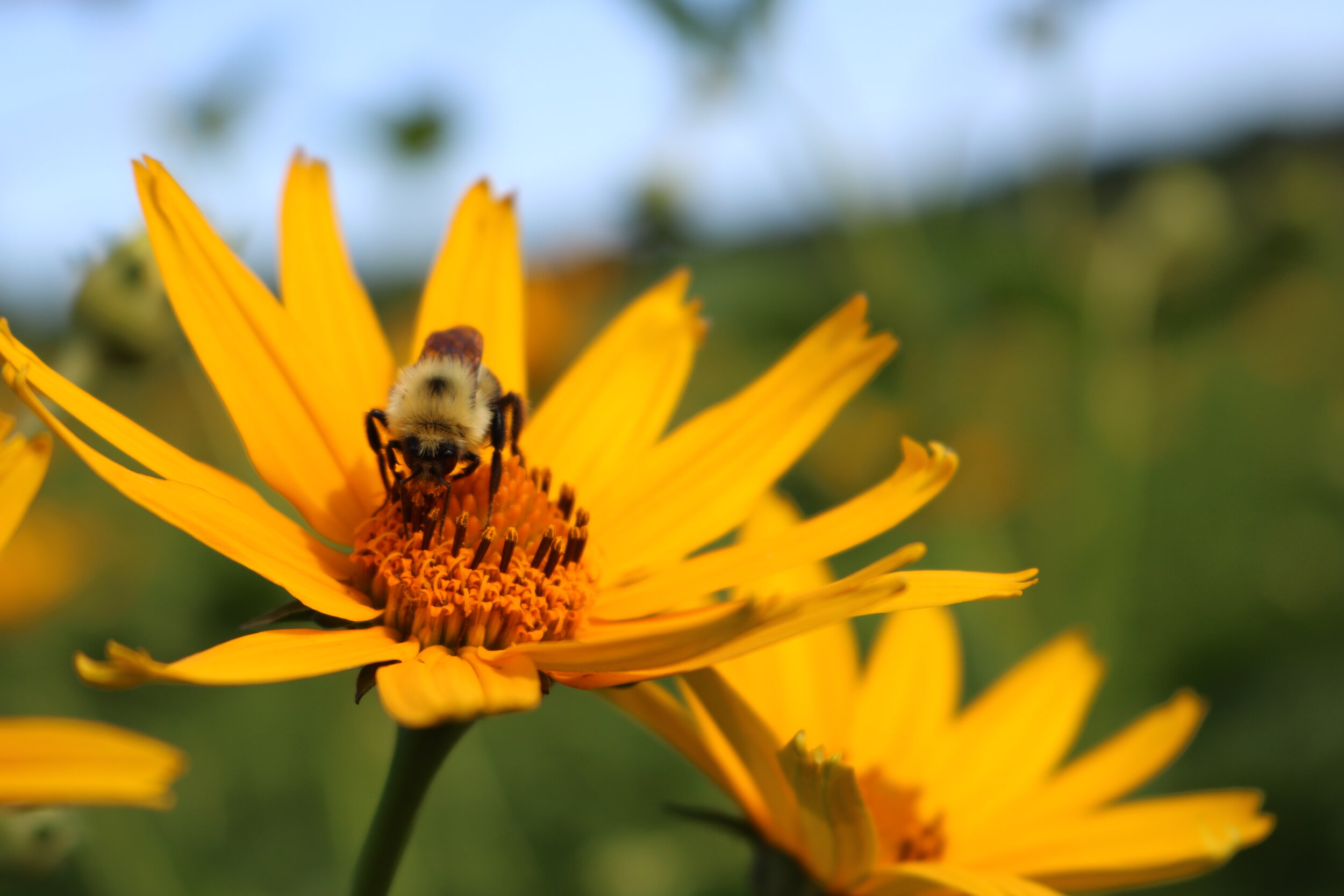 List of Short-Stature Native Plants