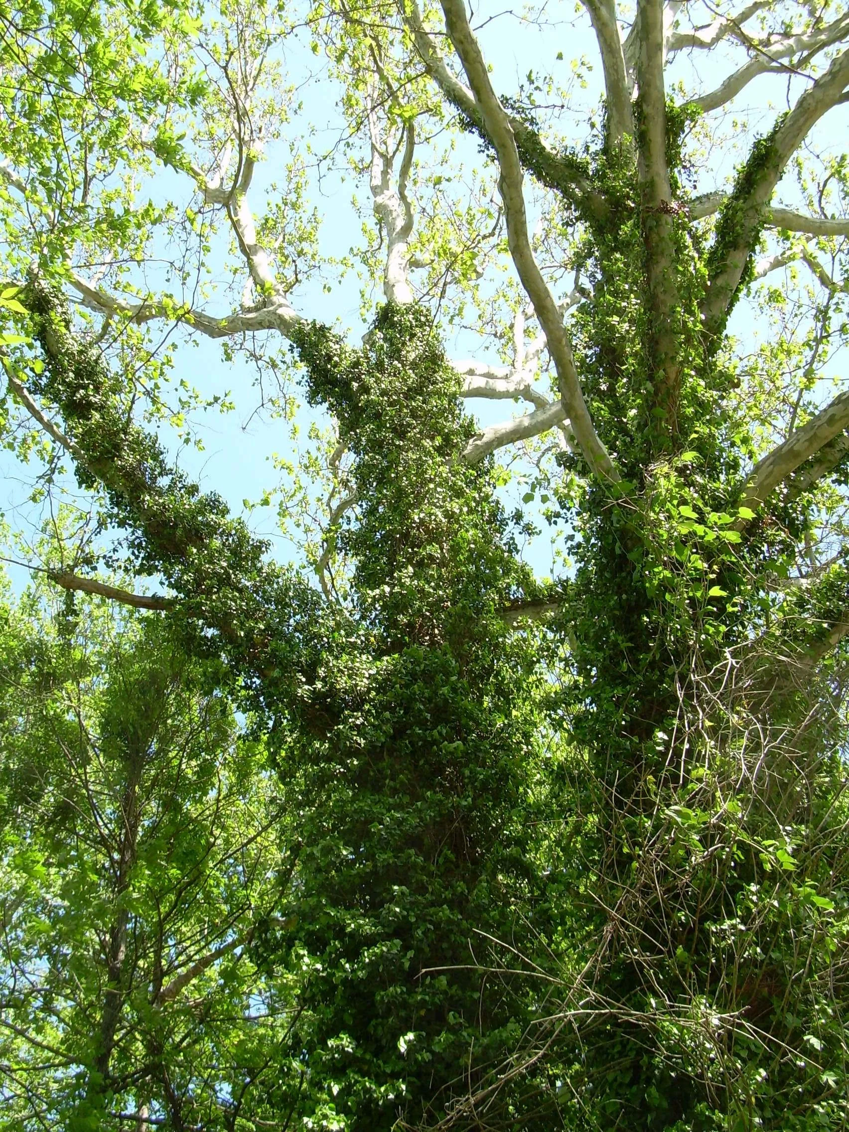 Save Our Trees: Invasive Vine Removal Workshop — ShoreRivers