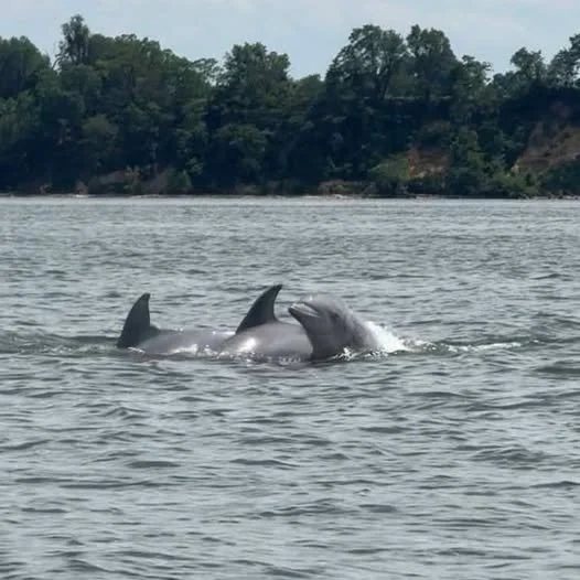 Dolphins on the Sass.jpg