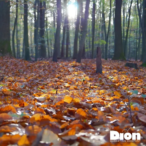 Fall Brings Reflection