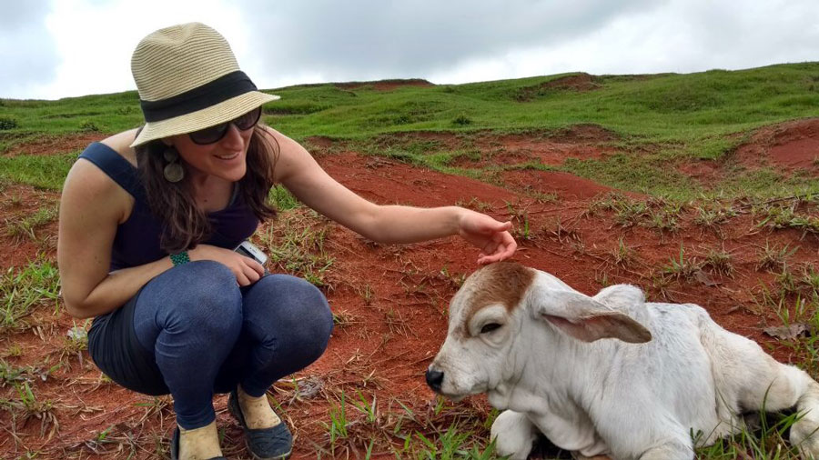 Freshly-birthed cebù calf