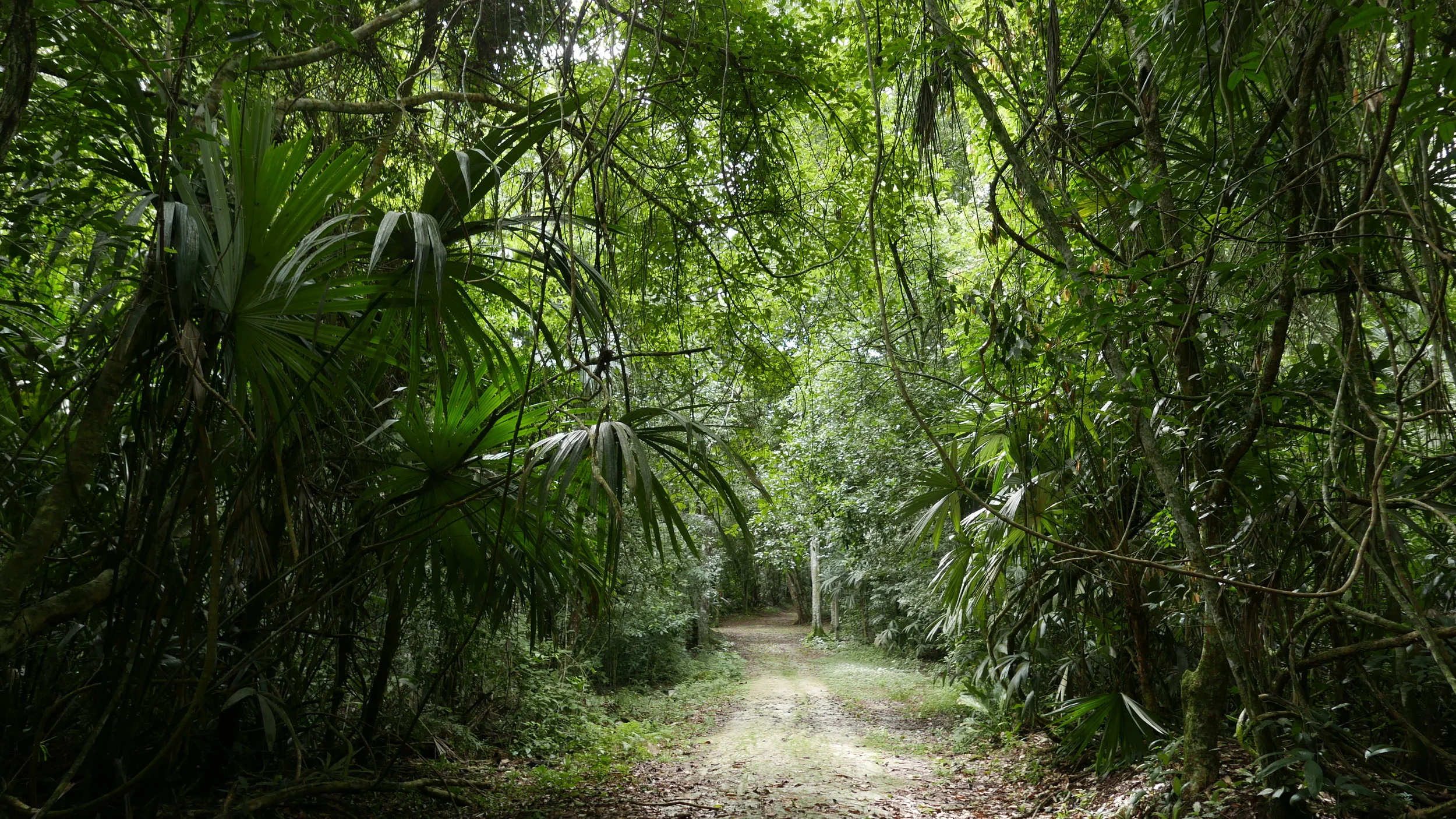 Jungle trails in Tikal