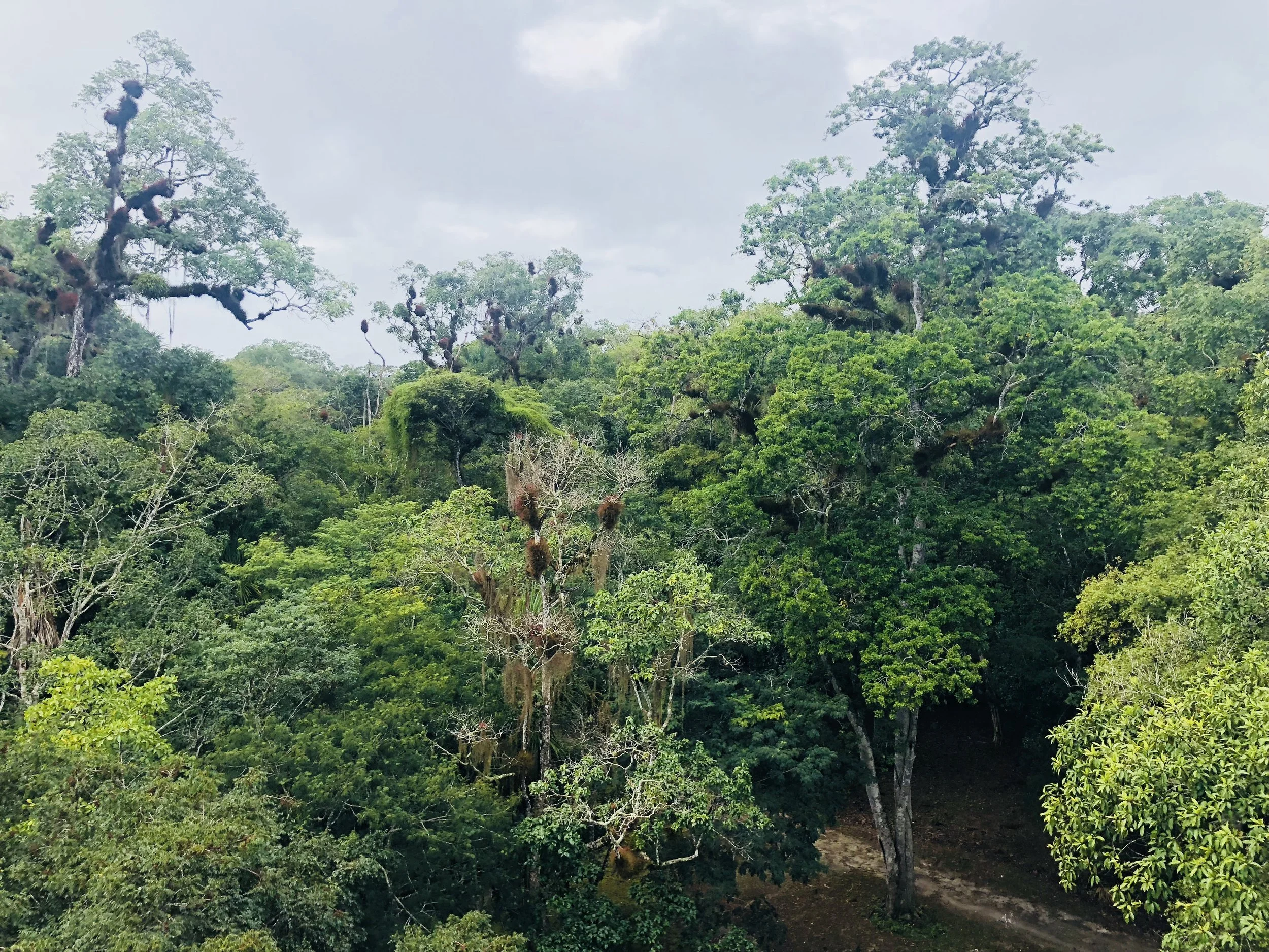 Maya Biosphere Reserve