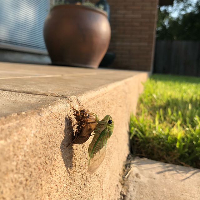 Today, a birthing cicada greeted our children at the door for morning arrival. What an experience! #cicada #school #goodmorning #children #montessorischool #renaissance #love #goodluck #nature