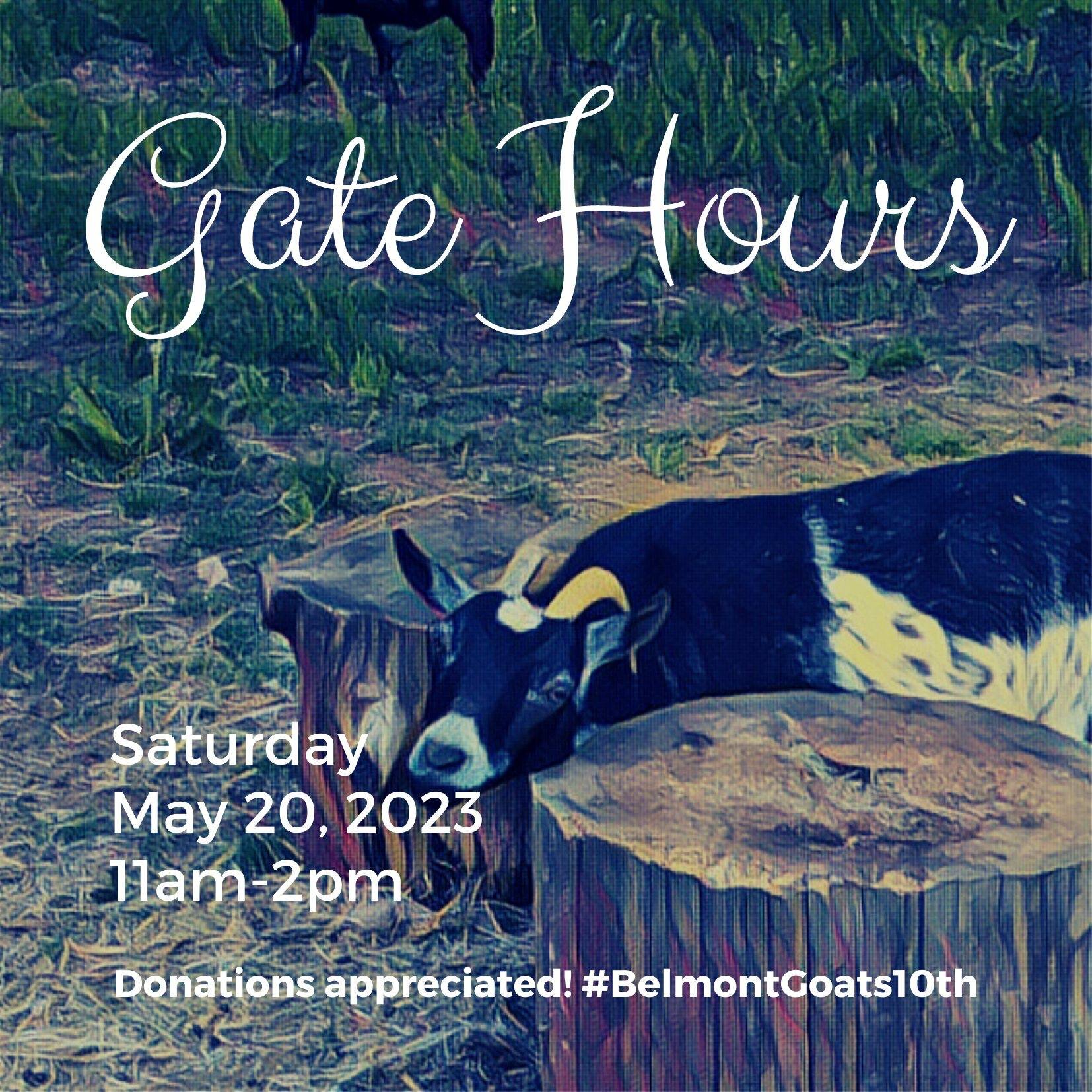 Gate hours today are from 11am to 2pm. Please read our rules sign on your way in! Children: with a parent or guardian. Dogs: no. Please do not visit if you are sick. Donations are not required but are appreciated!

#BelmontGoats10th #ThisIsPortland #