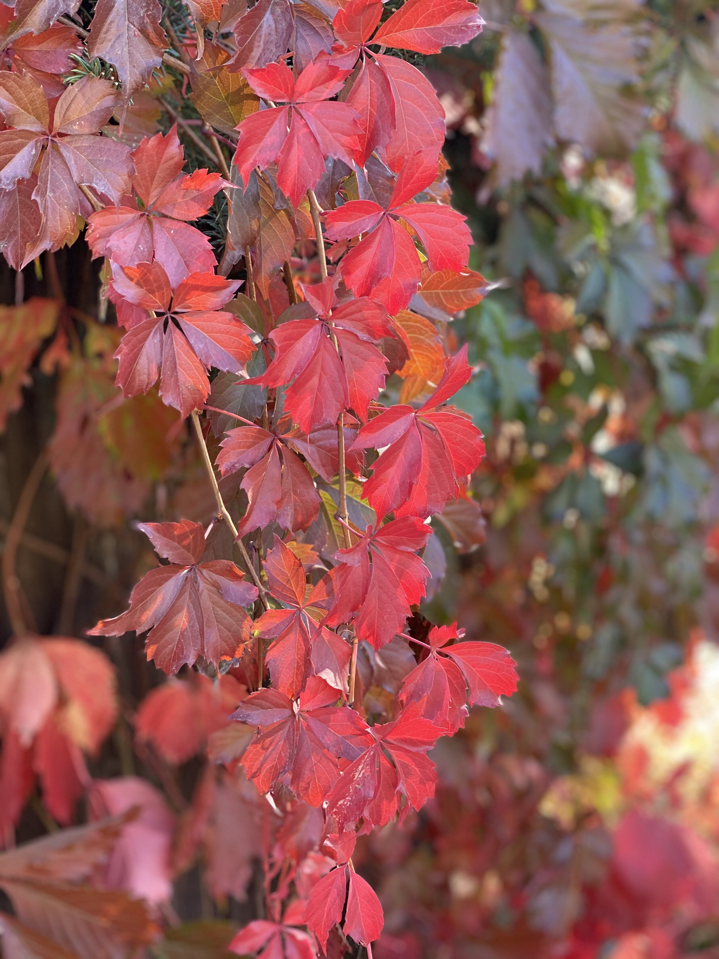 Fall Colors on the Patio