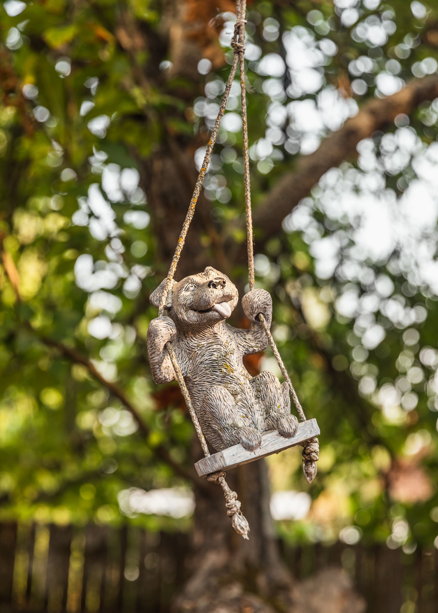 dog on swing in garden.jpg