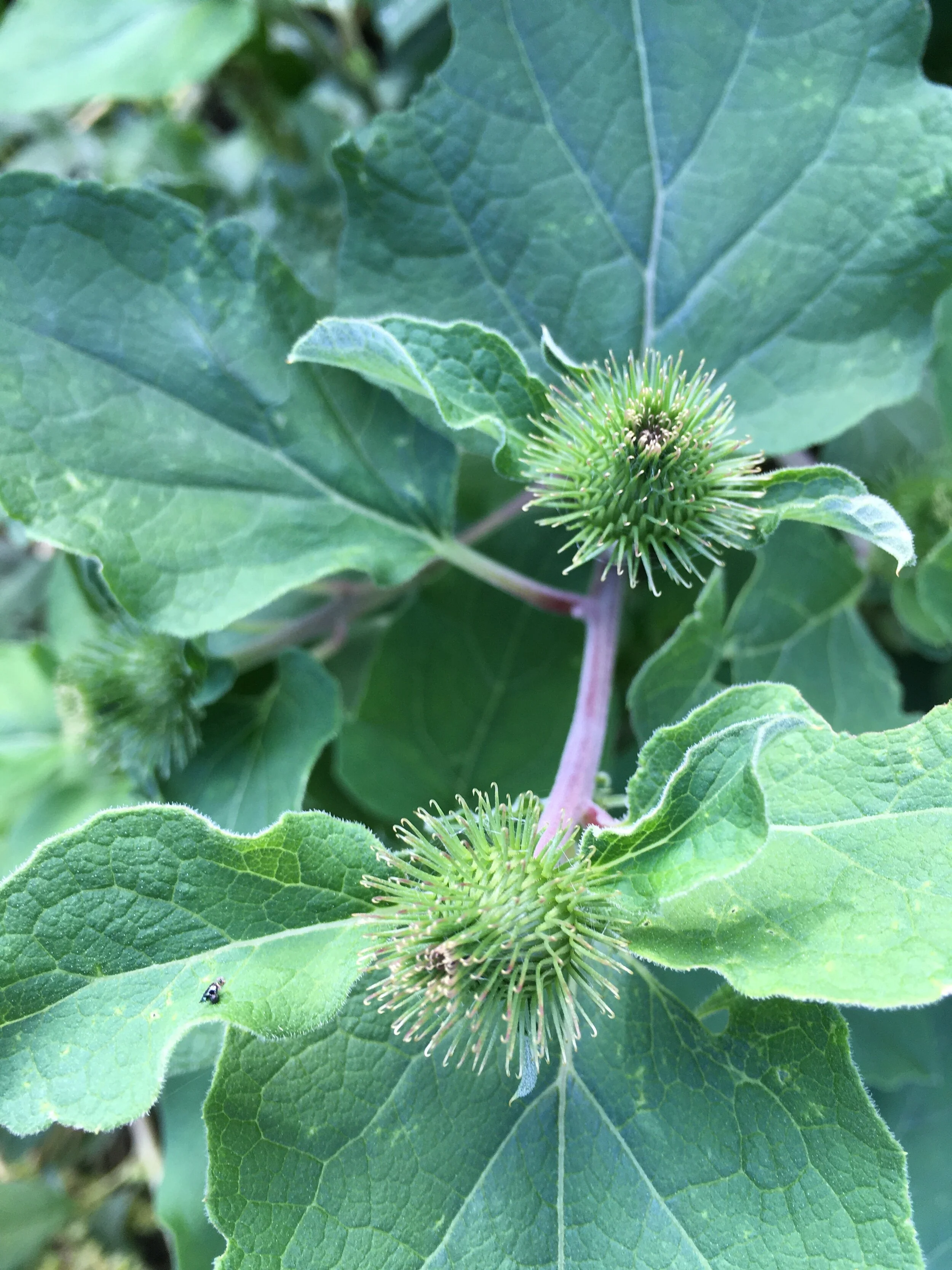 Burdock.JPG