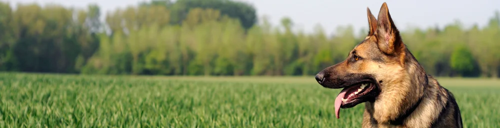 dog_banner-1.jpg