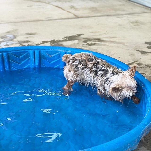 Is it hot enough outside for ya? 🔥 Make sure to keep your pets water full and keep them inside during the hottest parts of the day!