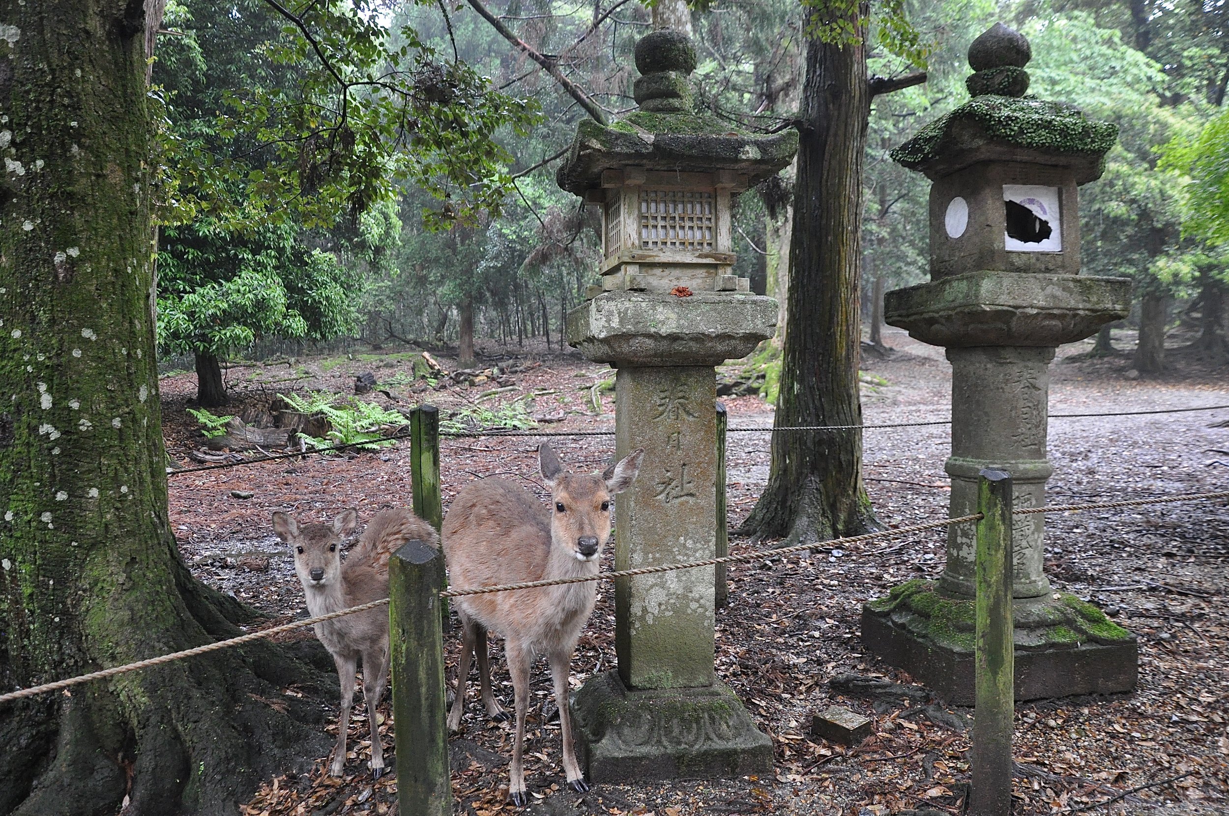 Nara, Japan