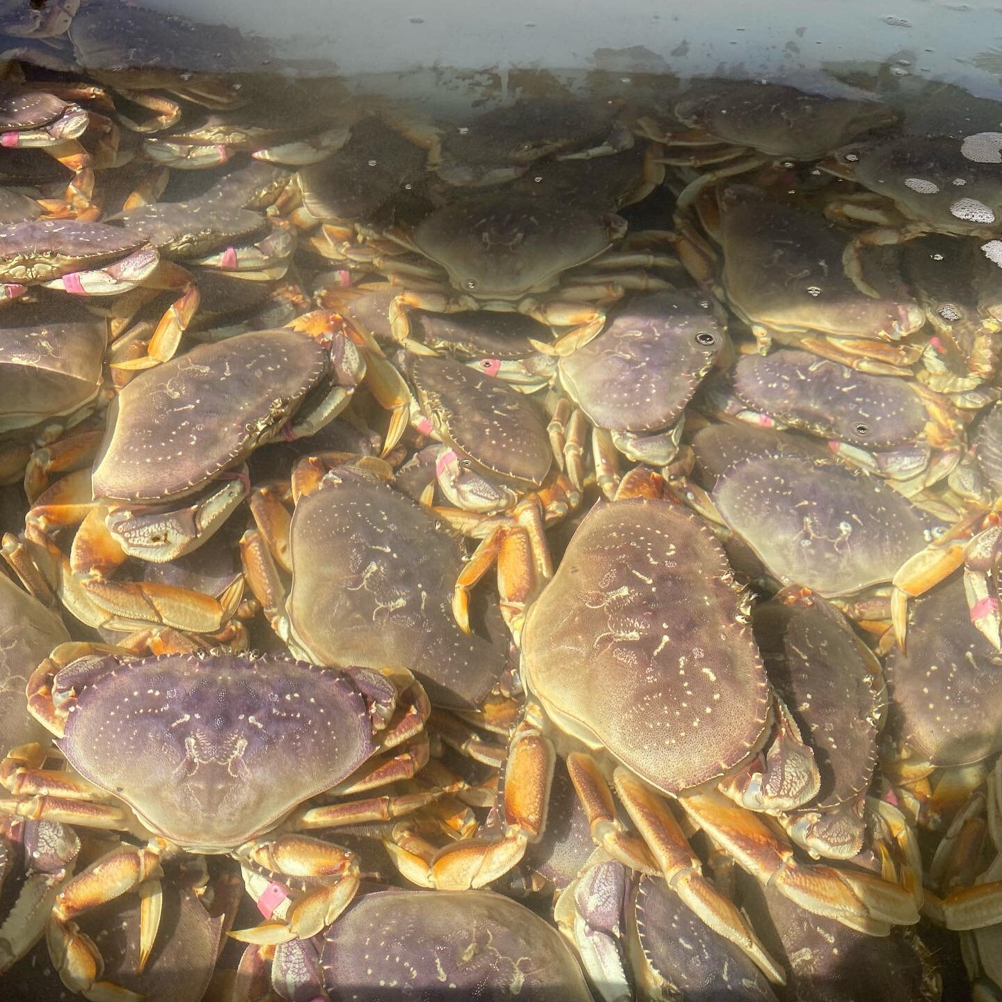 Was feeling &ldquo;crabby&rdquo; today. (That&rsquo;s my one dad joke for the year) #crabs #seafood