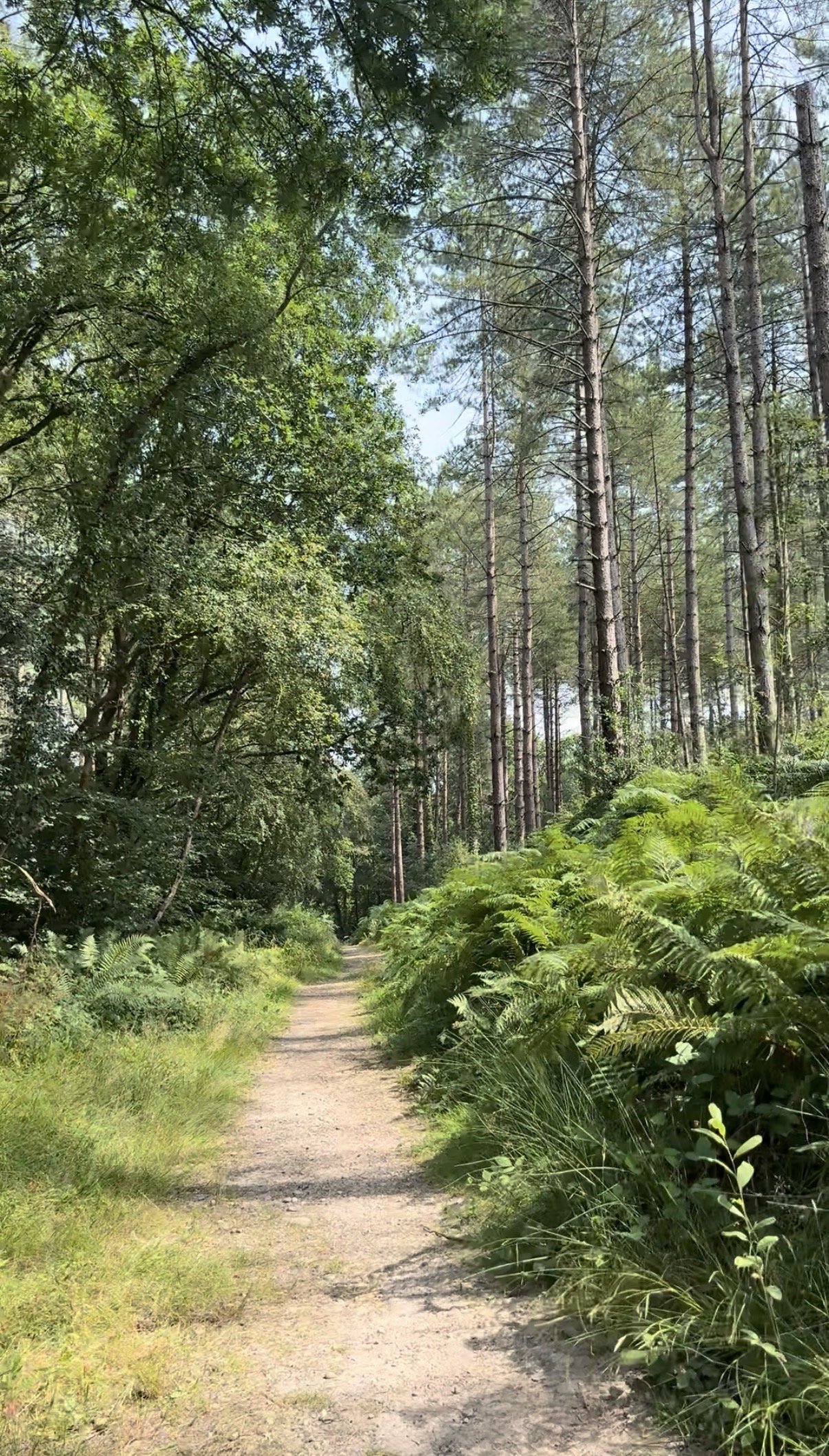 Path through the ferns in Pebblebed woods