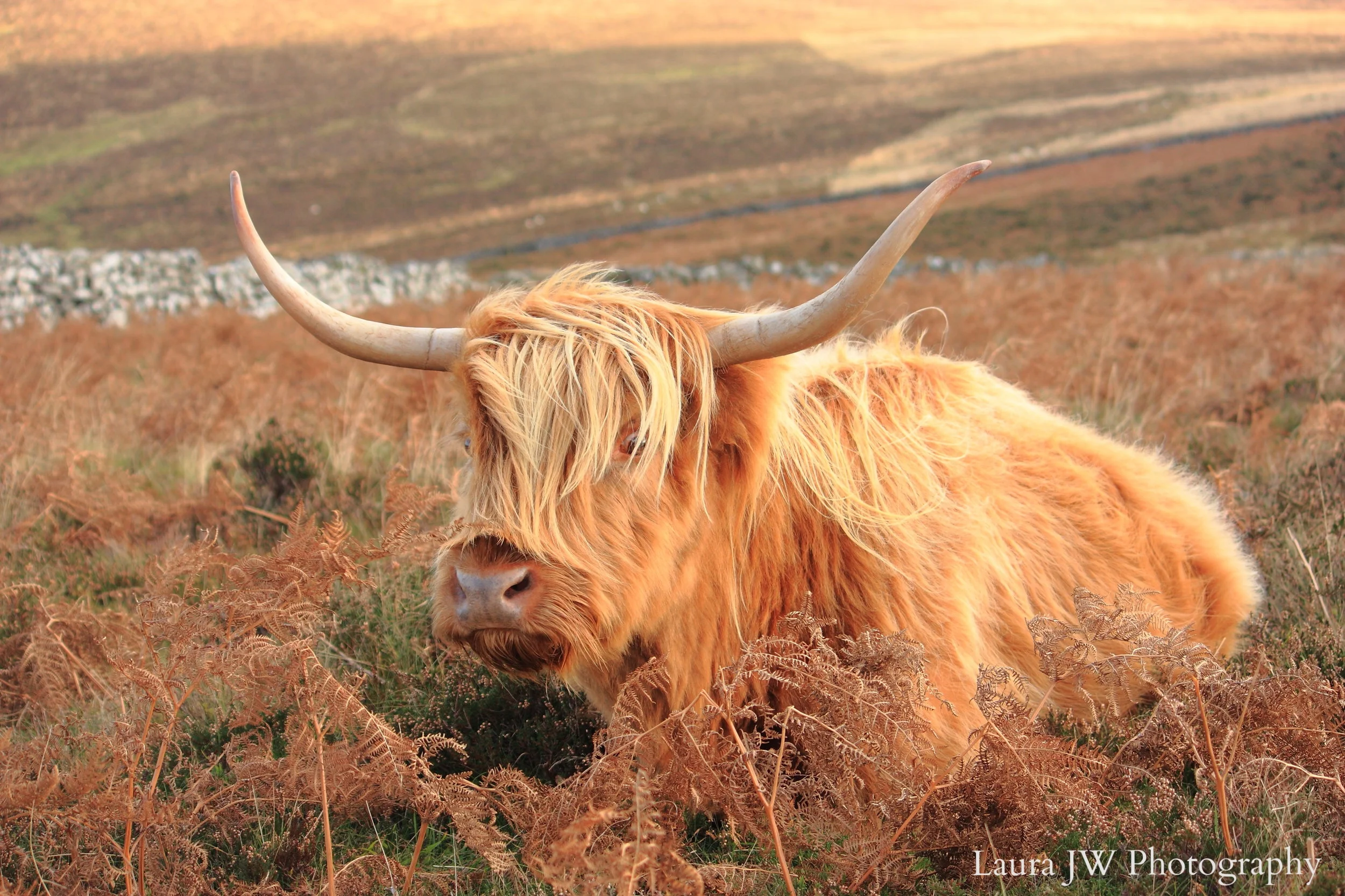 Grimspound Cow