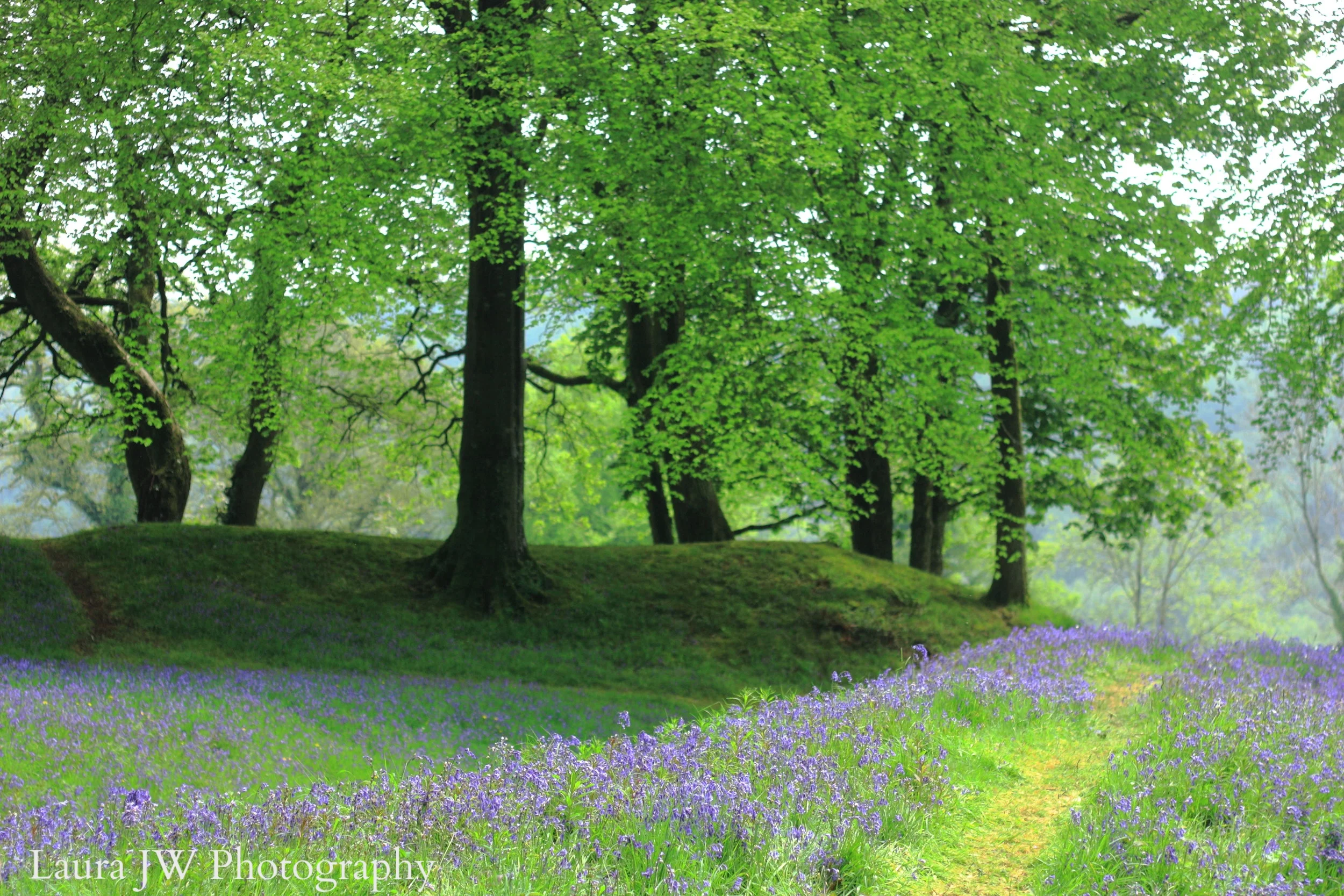 Bluebell Path, Blackbury Camp