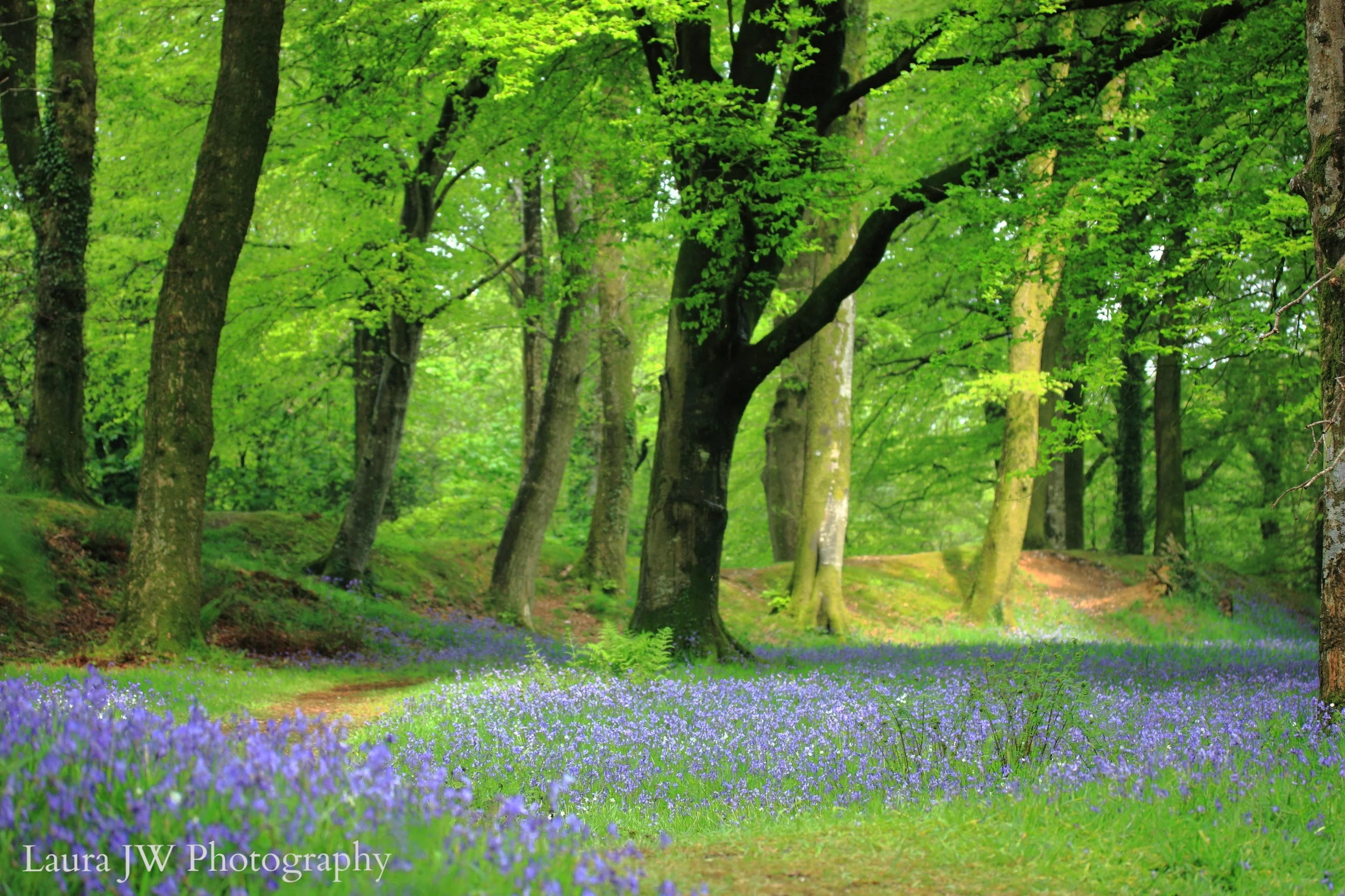 Bluebell Woods, Blackbury Camp