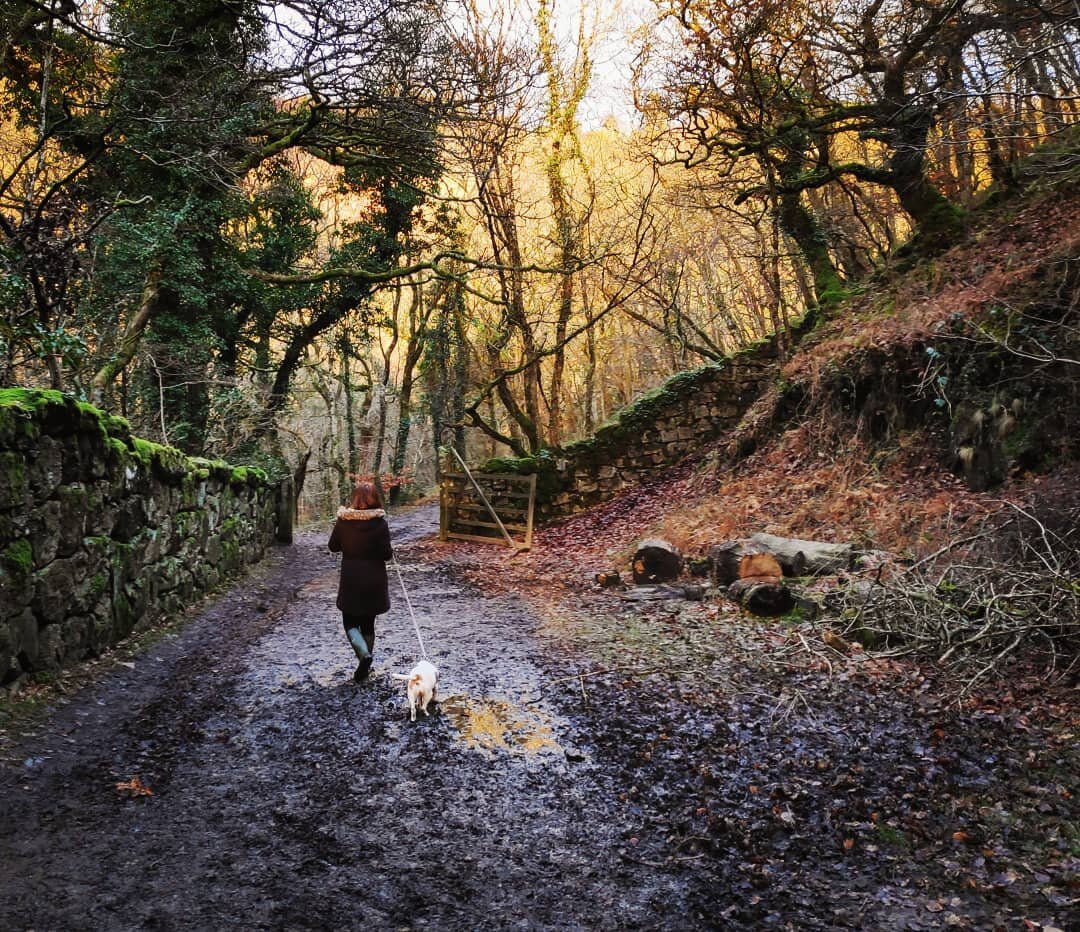 Fingle Bridge walk.
.
.
.
.
#dartmoor #swisbest #devon #winter #walk #dog #dogsofinstagram #beagle #beaglesofinstagram #river #finglebridge #southwest #castledrogo #nationaltrustsouthwest #nationaltrust
