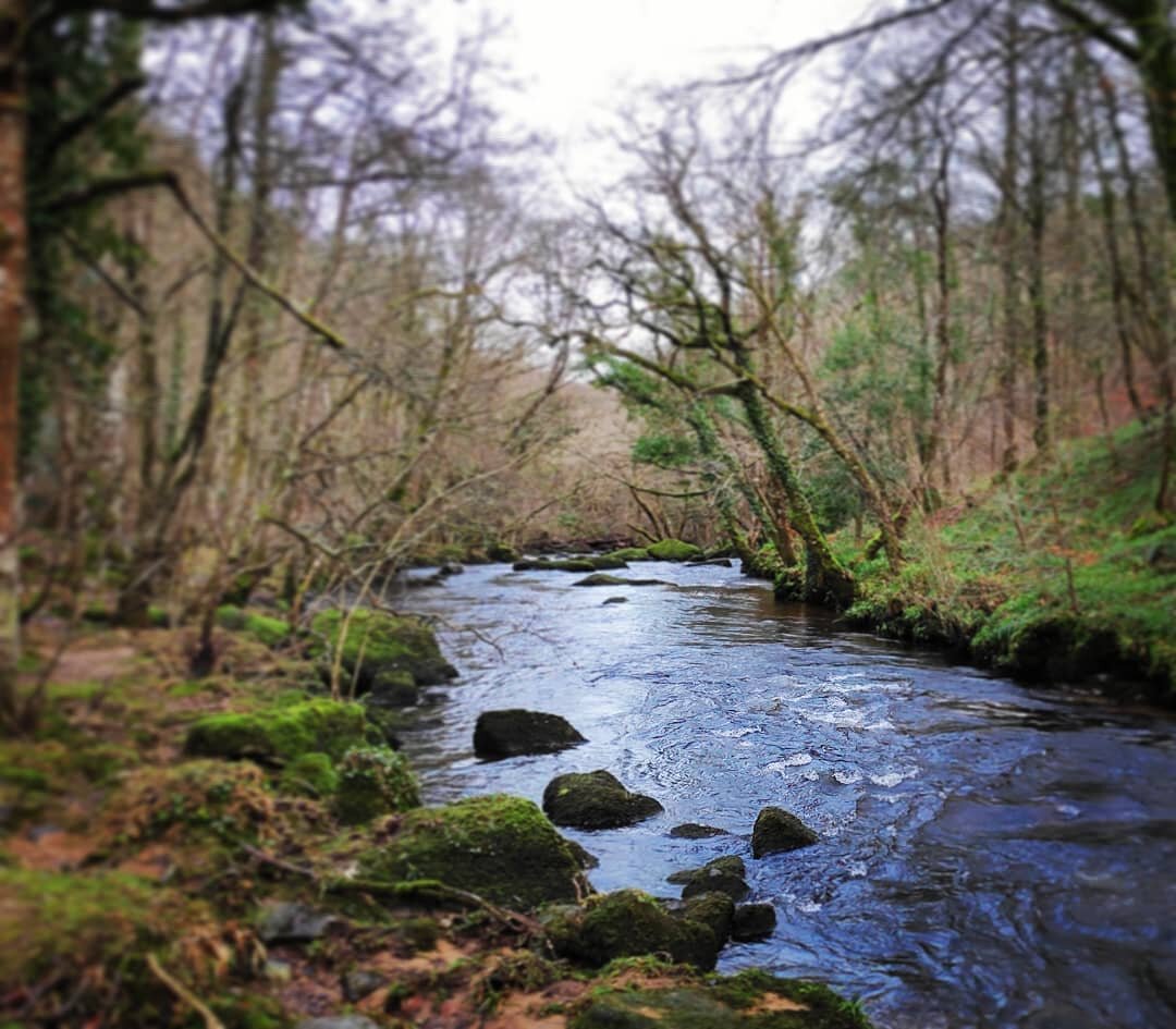 The grass is greener on the other side.
.
.
.
.
#devon #riverteign #dartmoor #trees #river #woodland #woods #swisbest #sw #southwest #england #english #countryliving #countryside #woodlandwalk