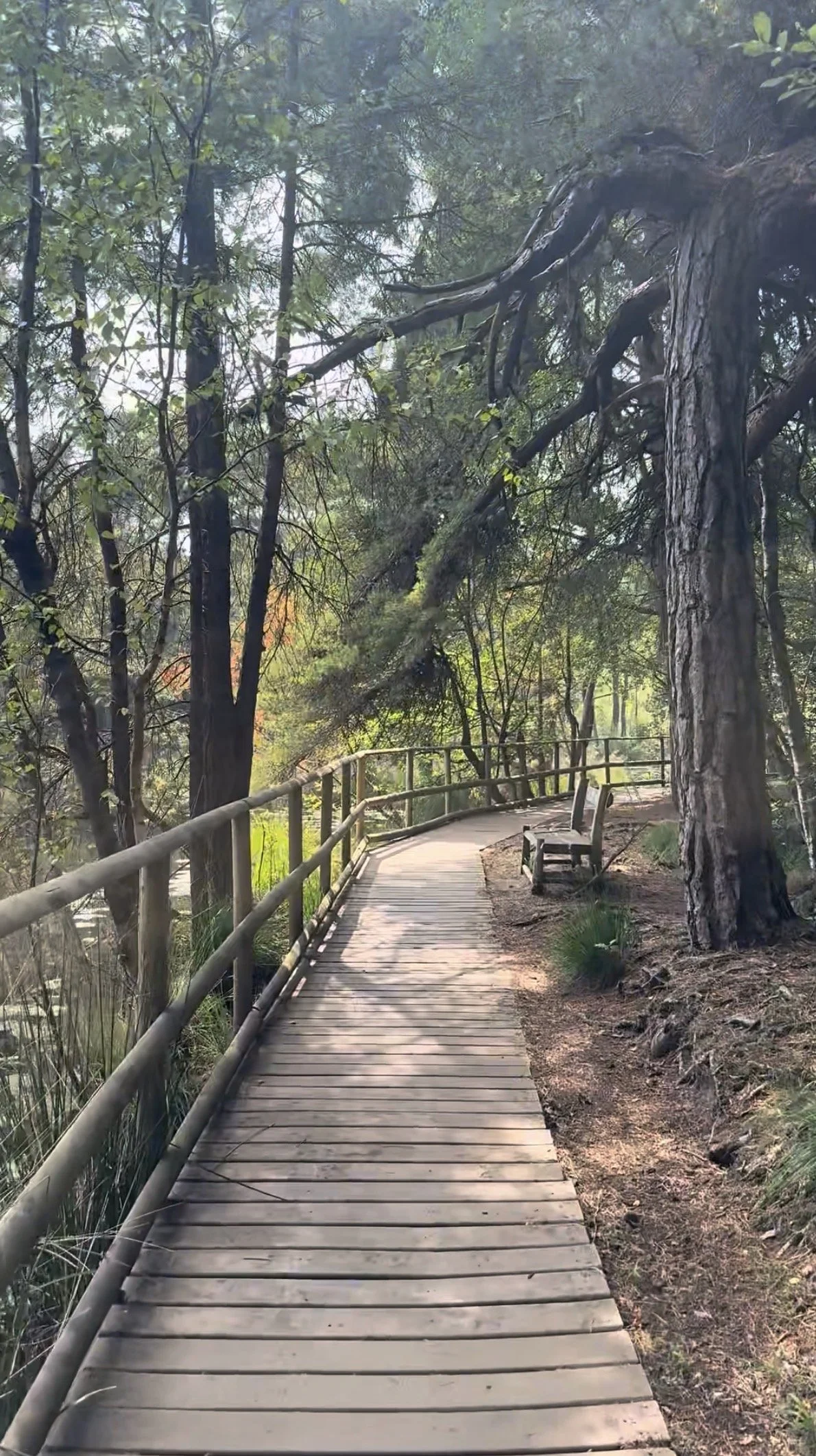 The boardwalk around Bystock Pools