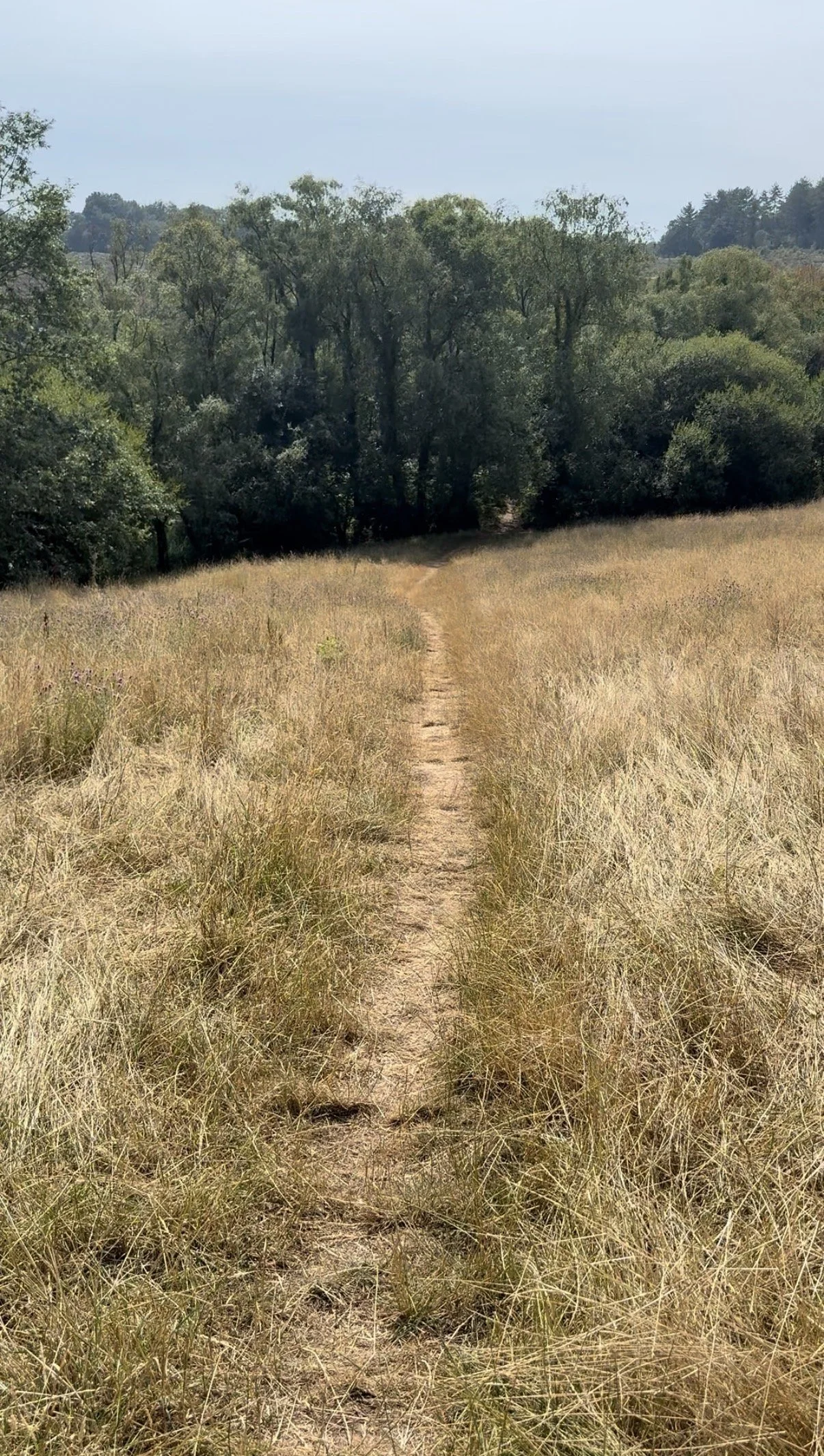 Path through The Meadow at Squabmoor