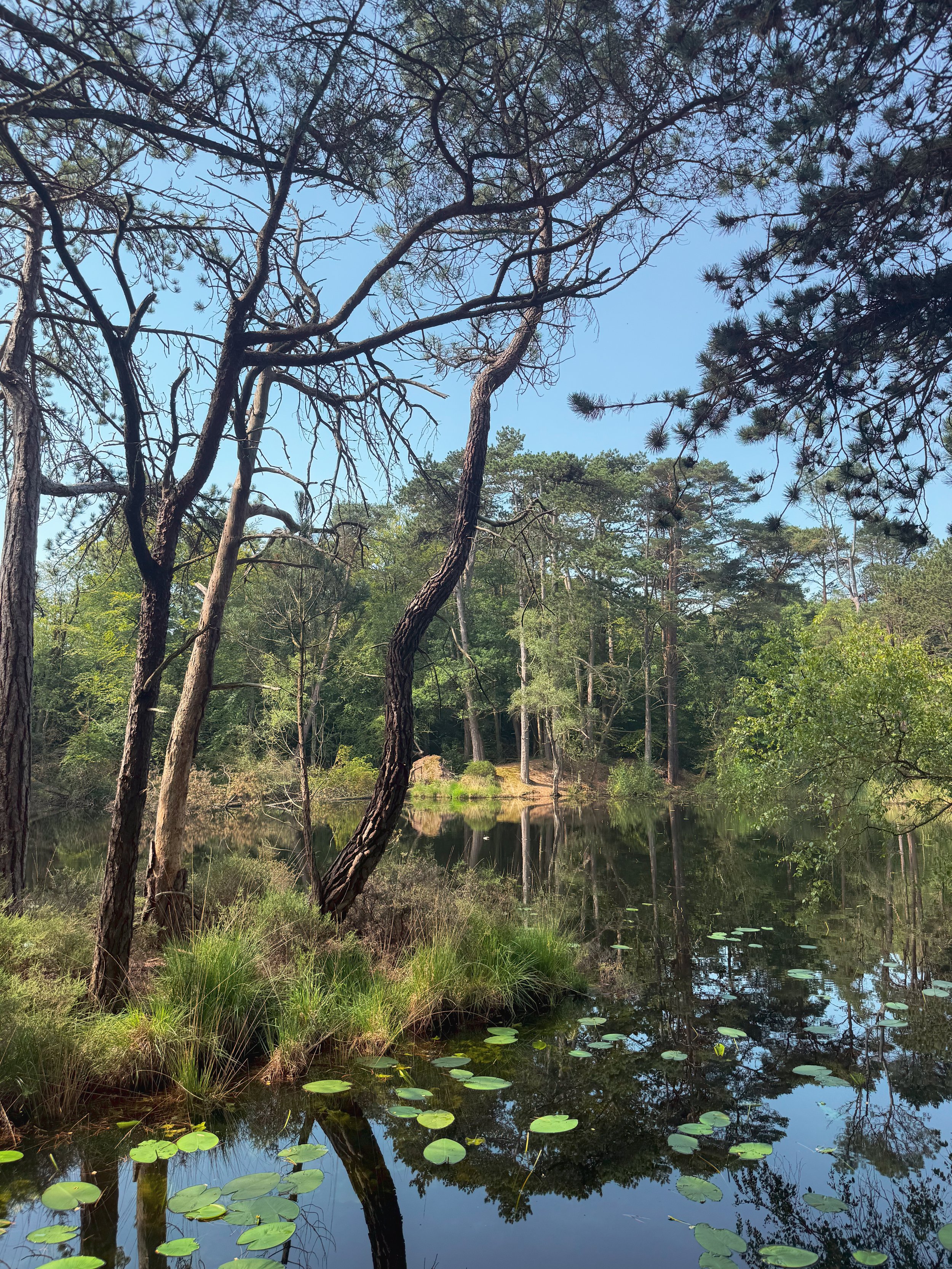 Beautiful scenes of the pond at Bystock Pools nature reserve