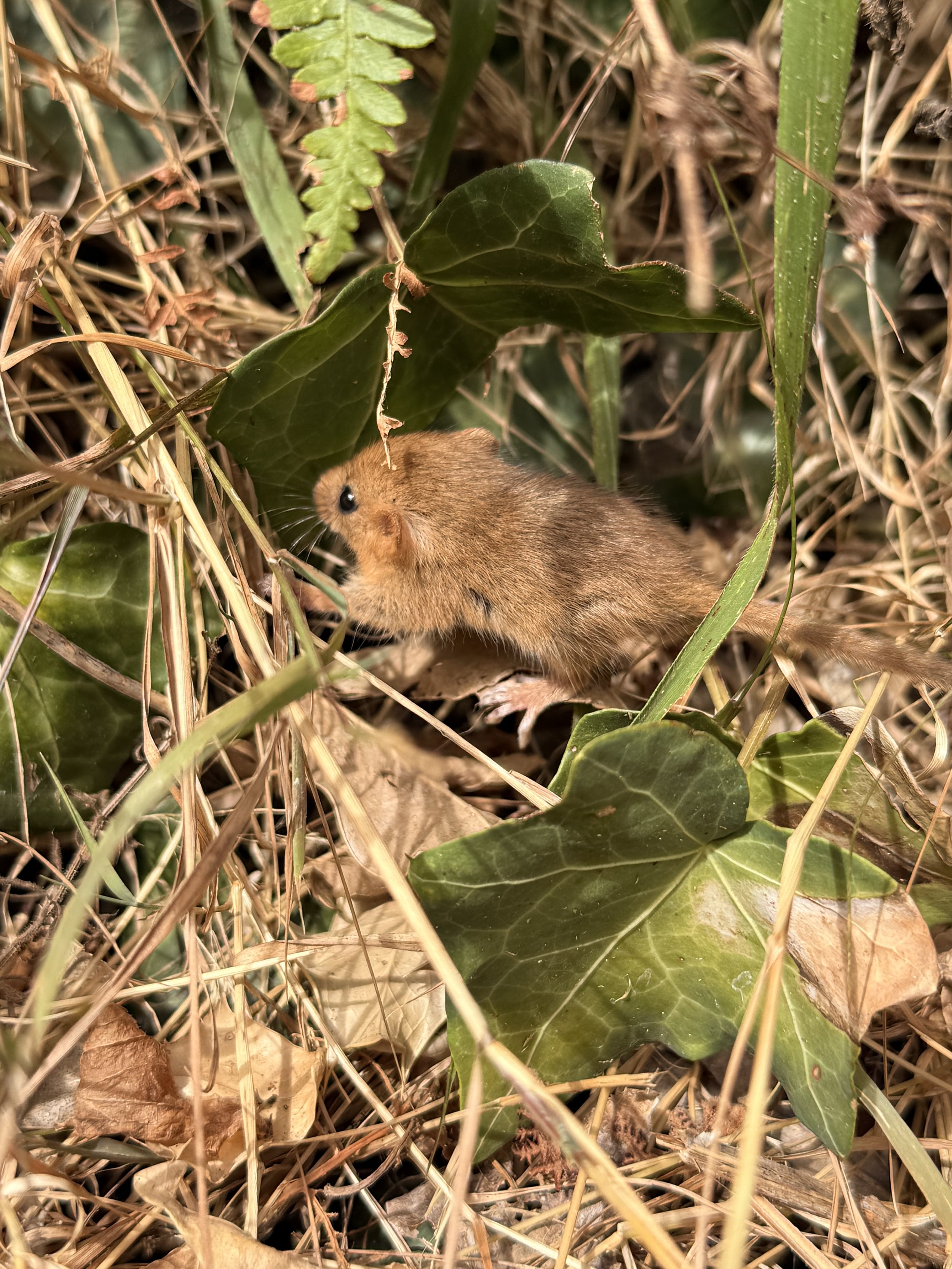 Hazel Dormouse nestled in the undergrowth