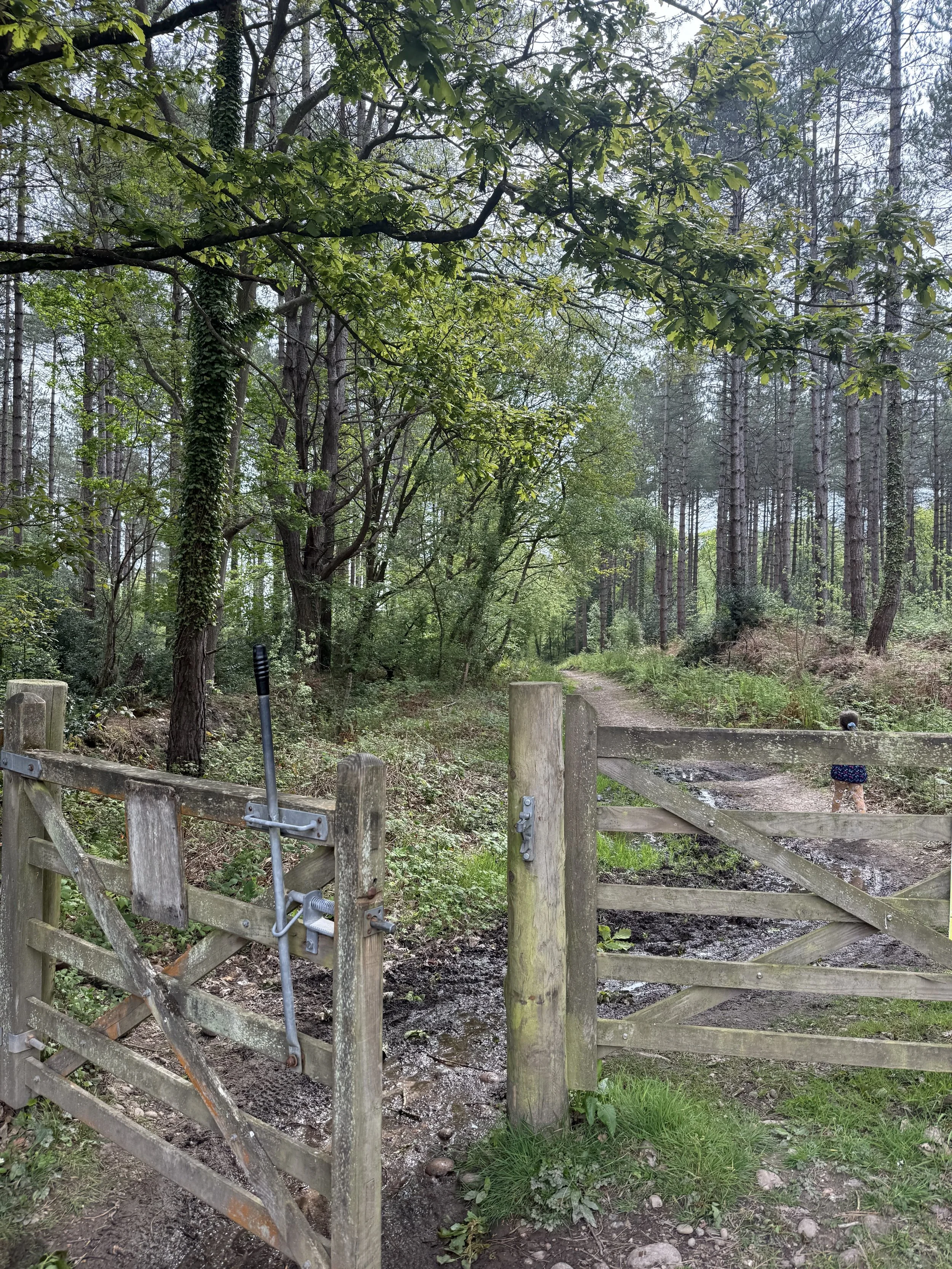 Kissing gate on the path through the Dalditch woods