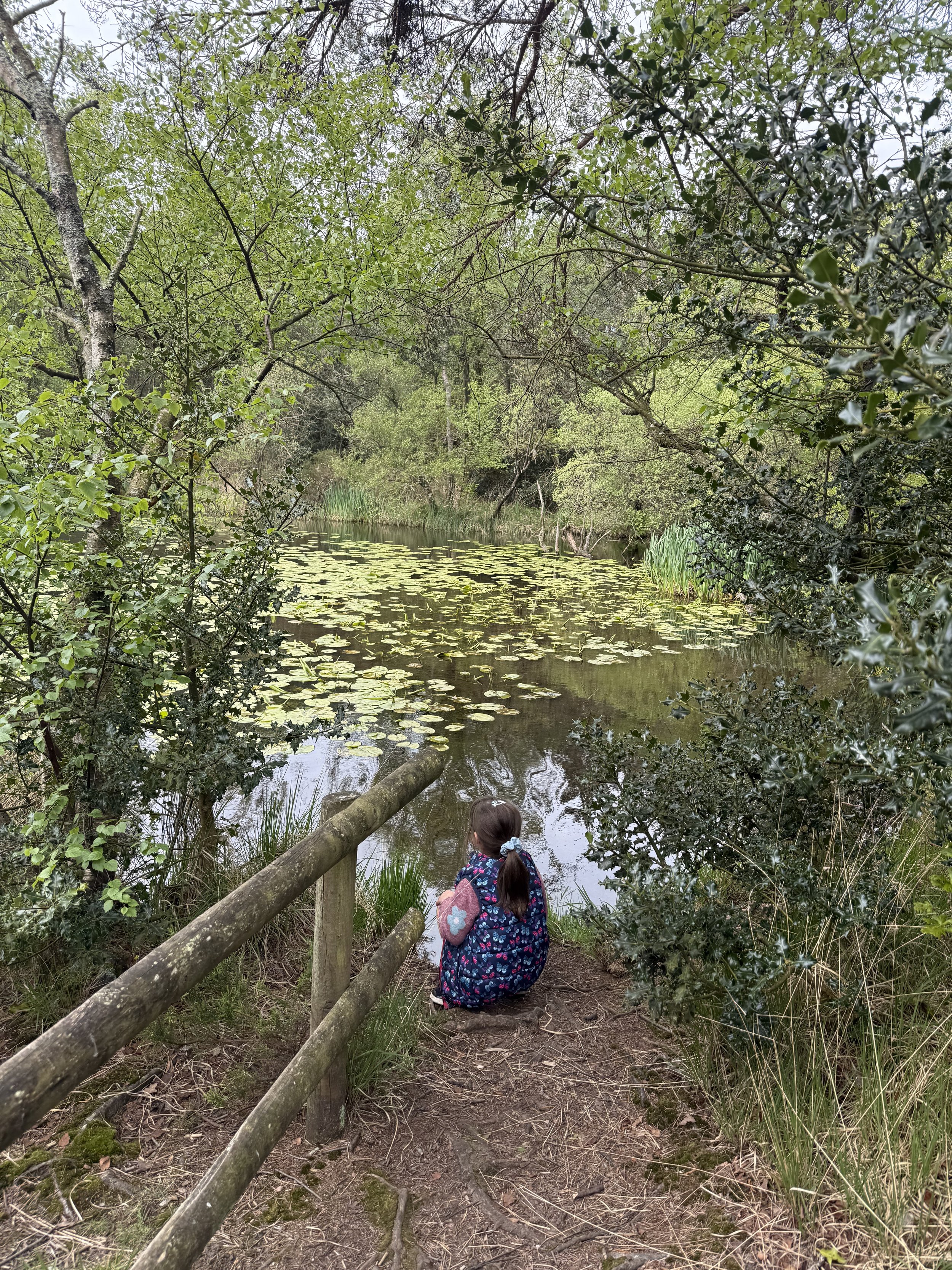 Lily pads at Squabmoor reservoir