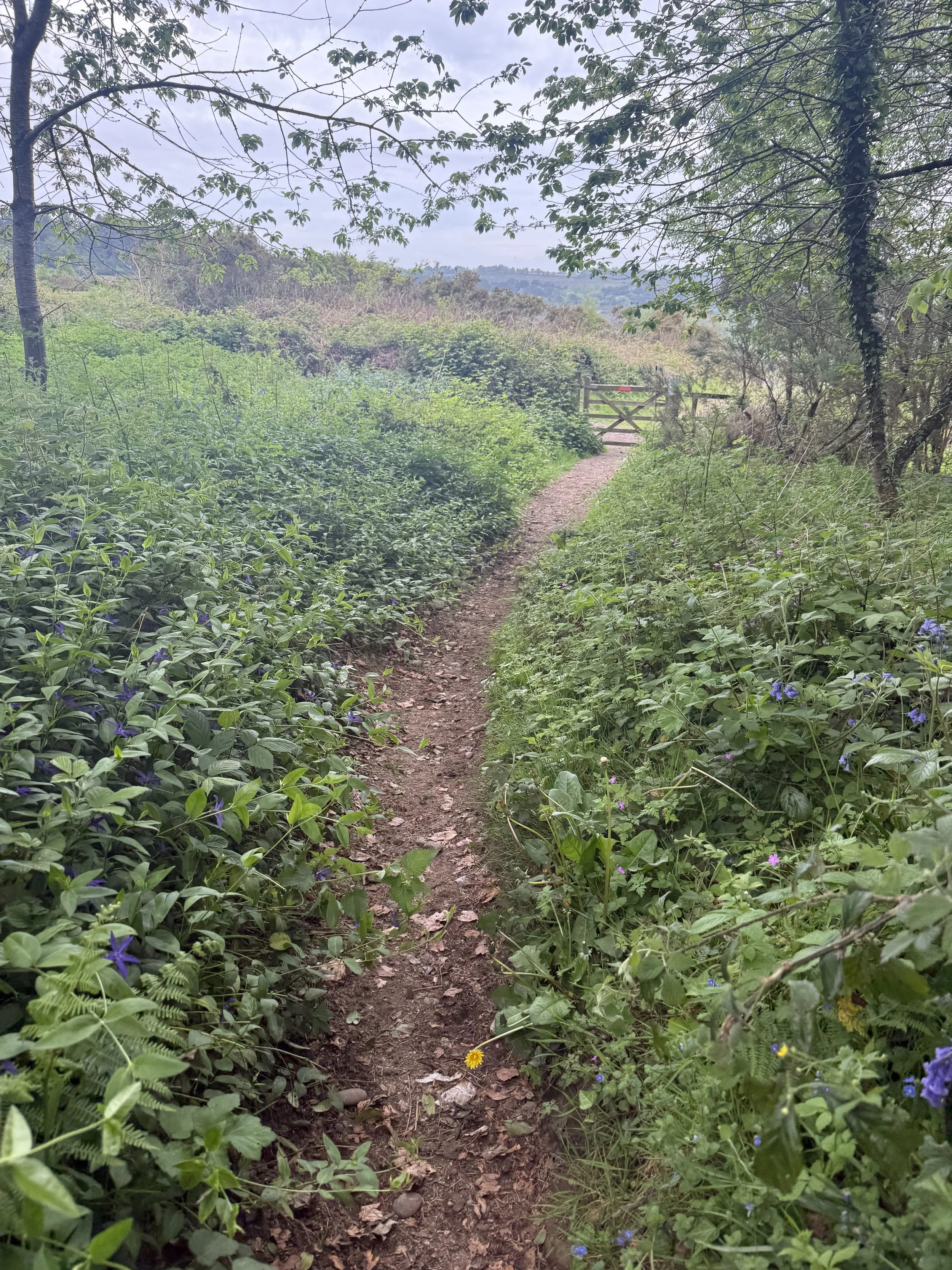 Bluebells on the path back to Withycombe common