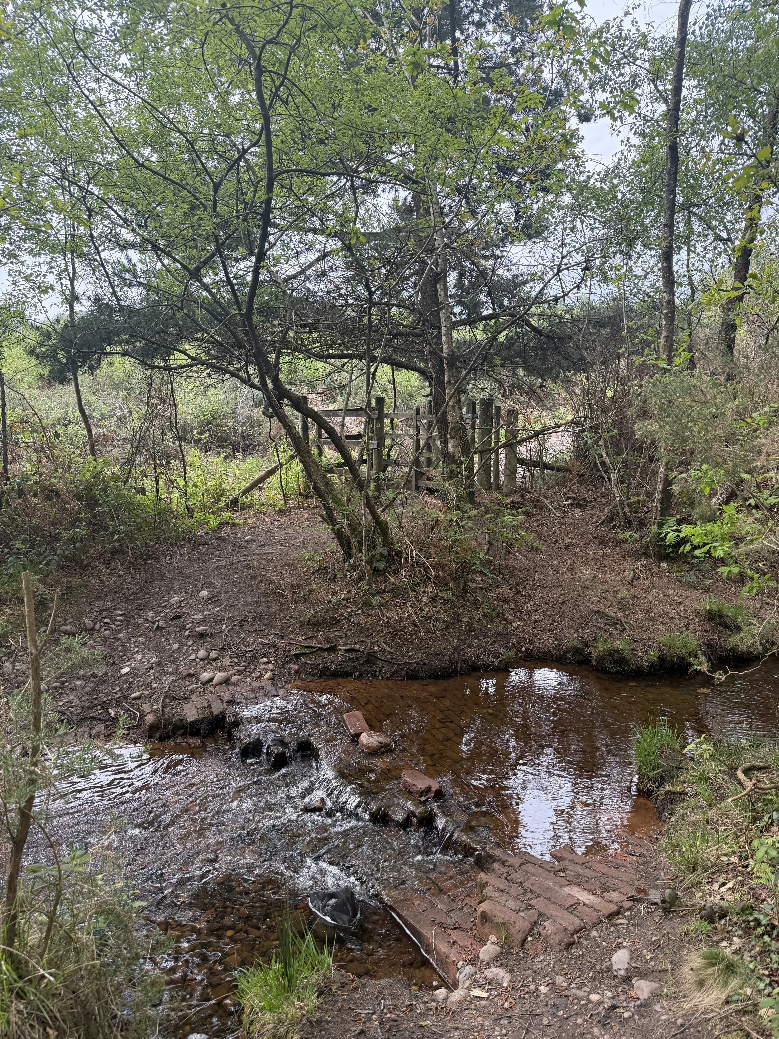 Stepping stones across the stream