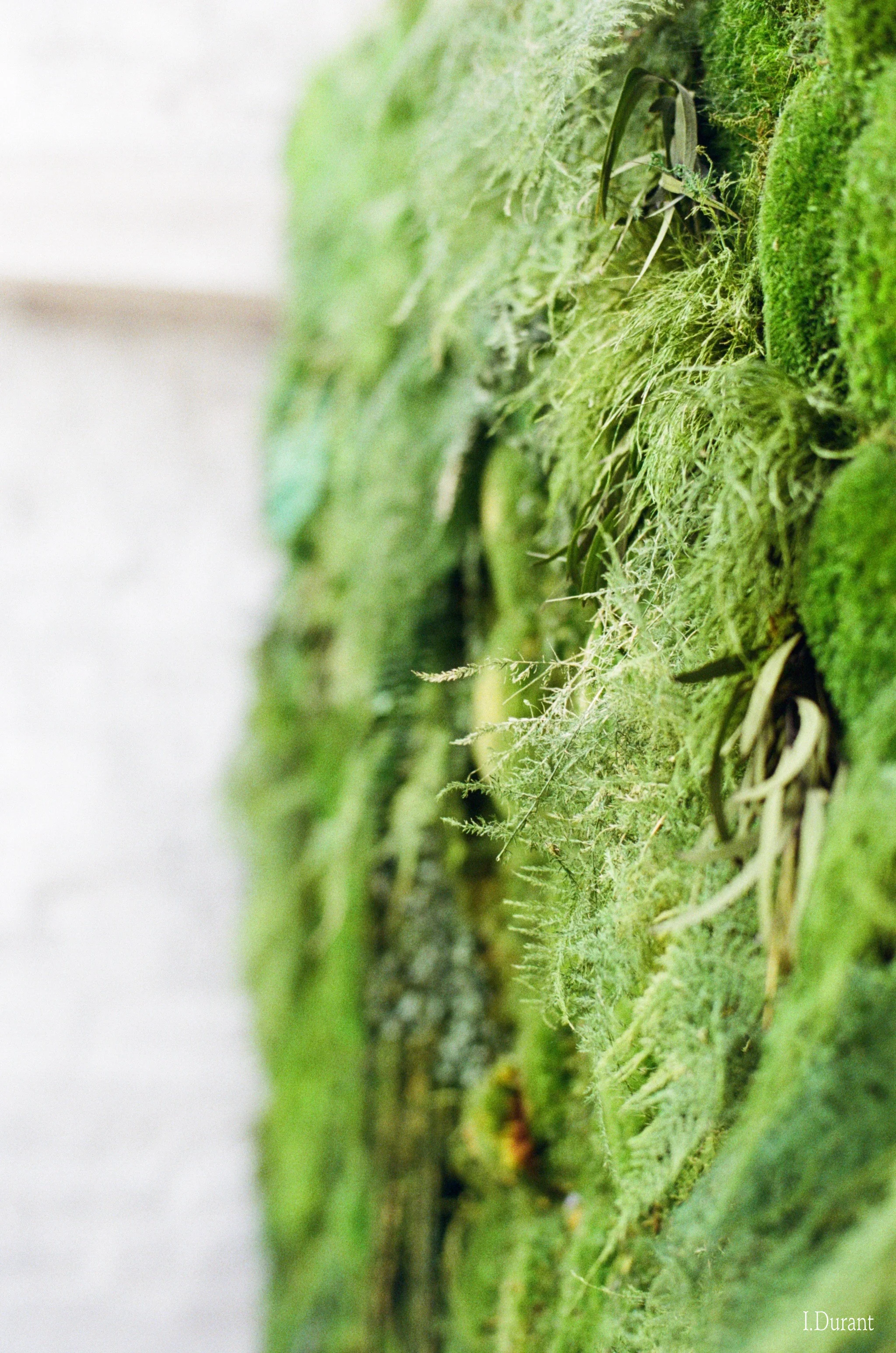 Living wall piece by Artisan Moss
