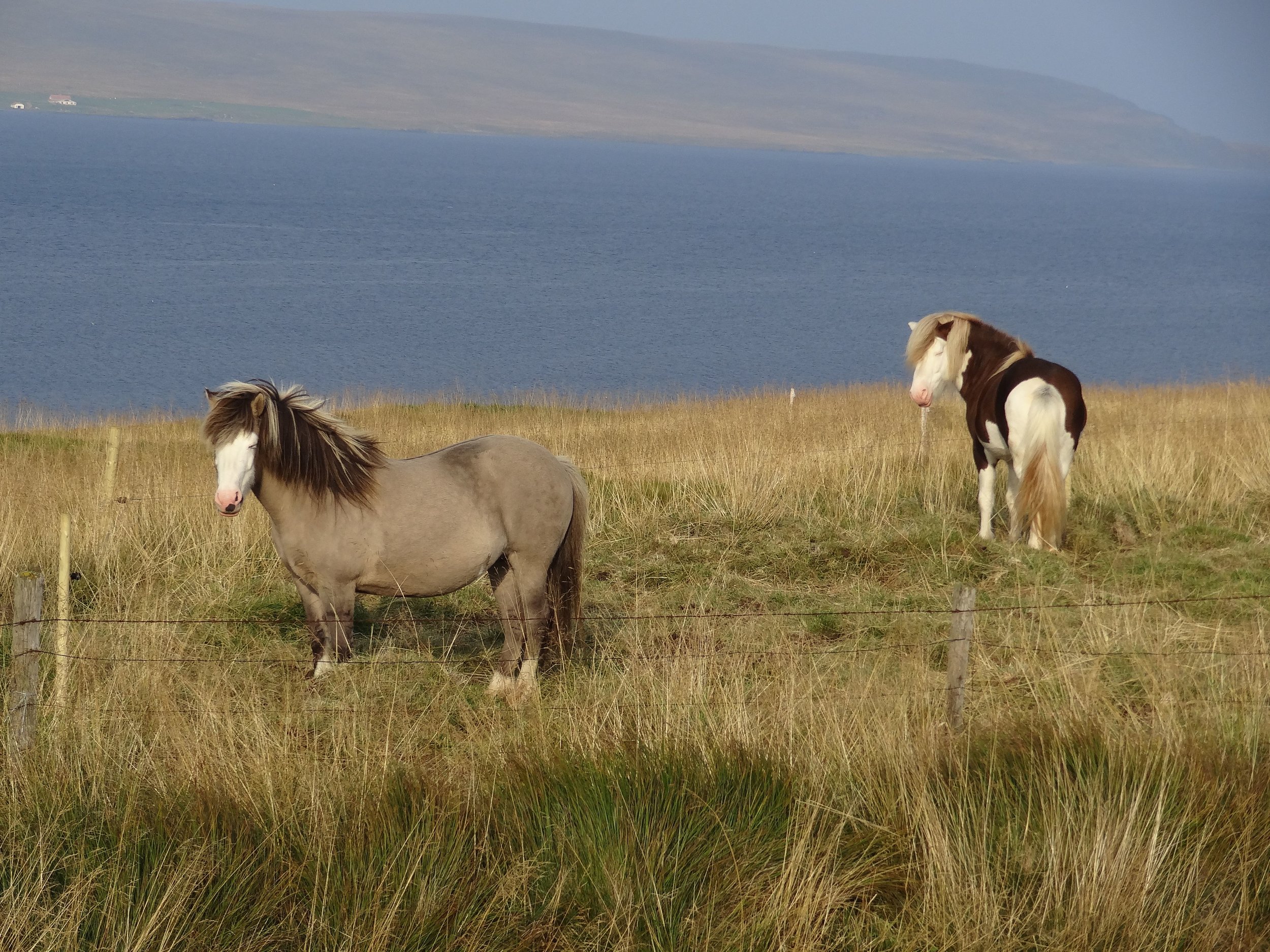 Icealandic horses.