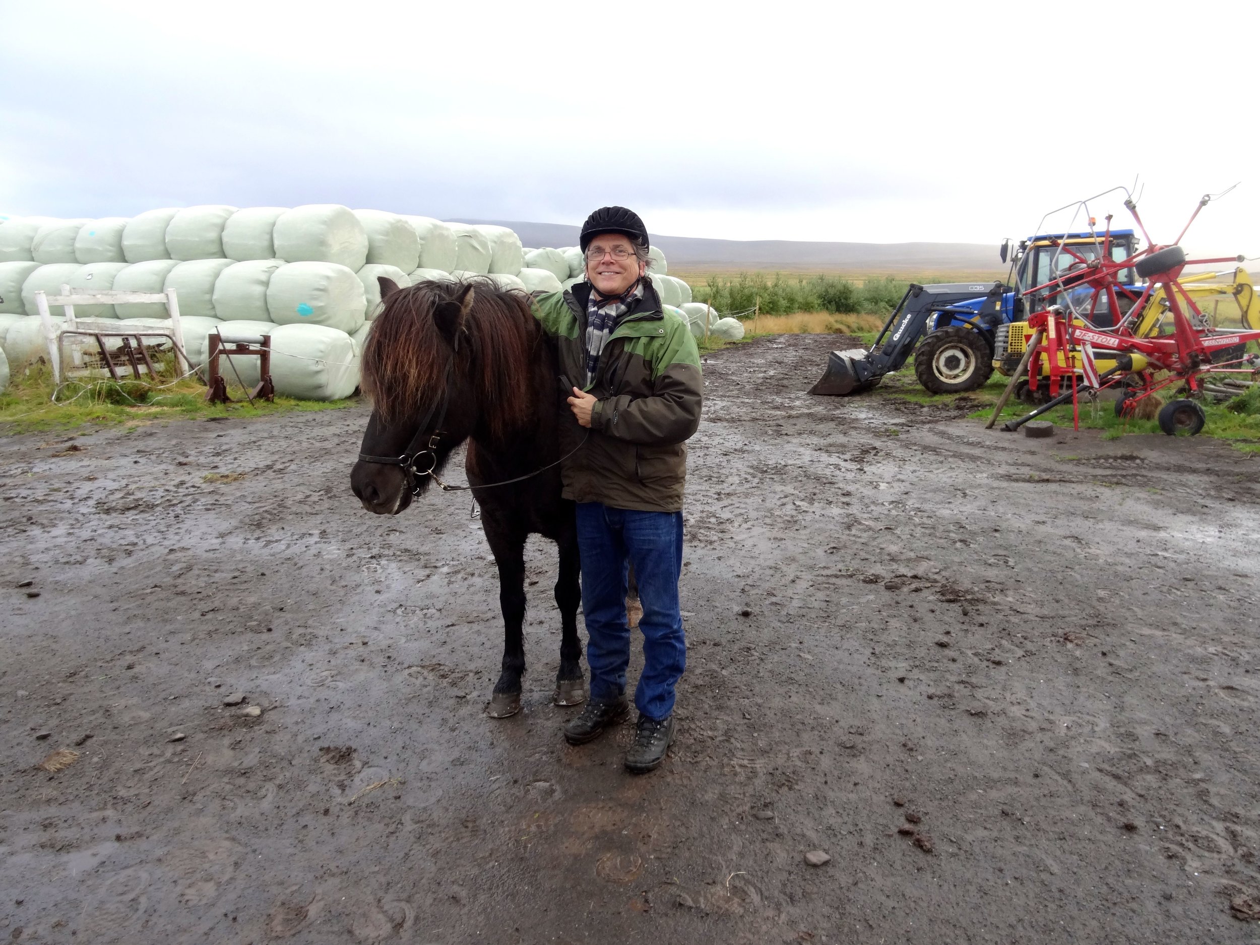 Iceland horses are small, the size of ponies. Icelandic law prevents horses from being imported into the country and exported animals are not allowed to return.