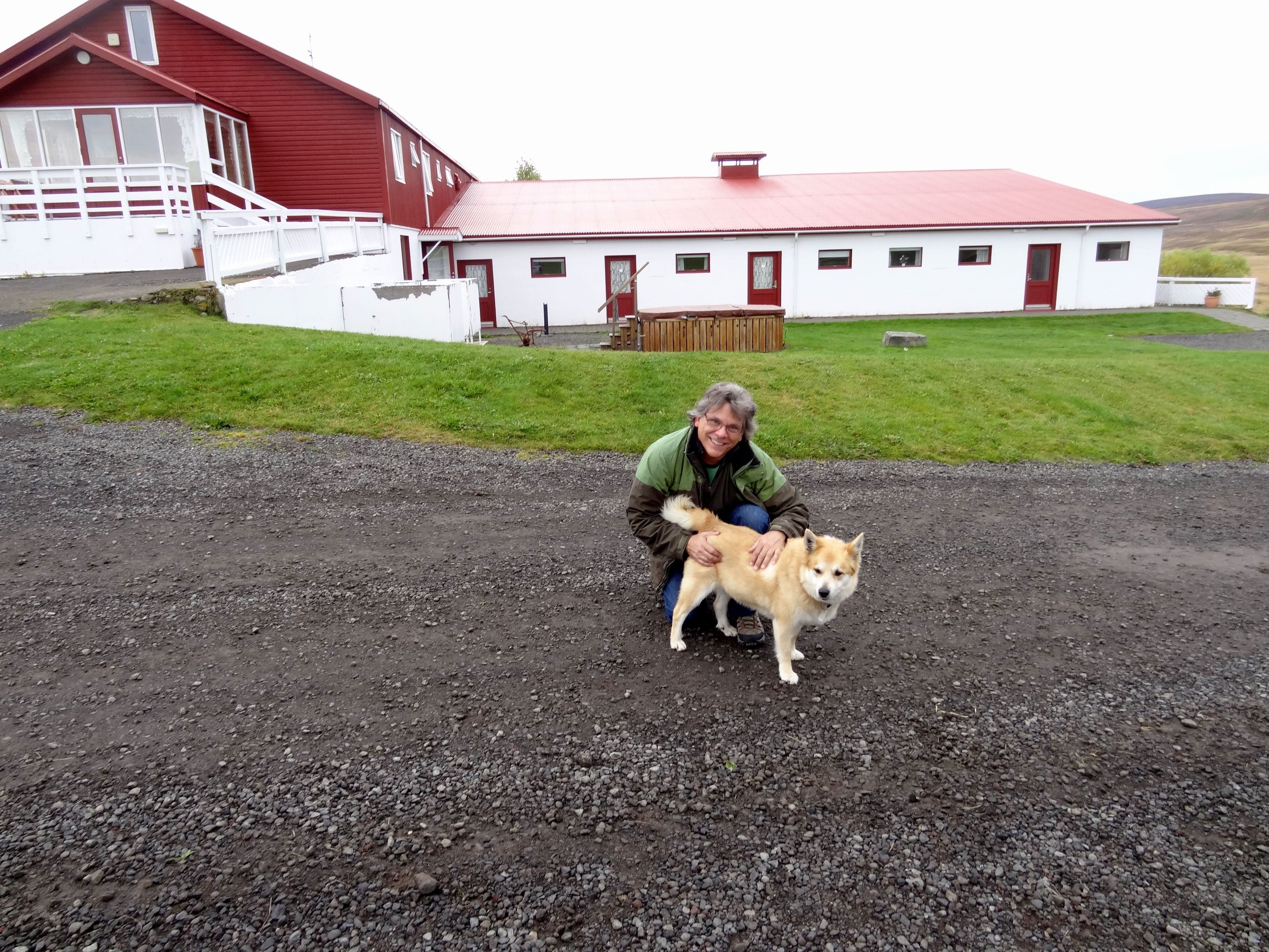 Iceland sheepdog. Descended from dogs brought to Iceland by the Vikings. Similar to Norwegian Buhund, Shetland Sheepdog, and Welsh Corgi.