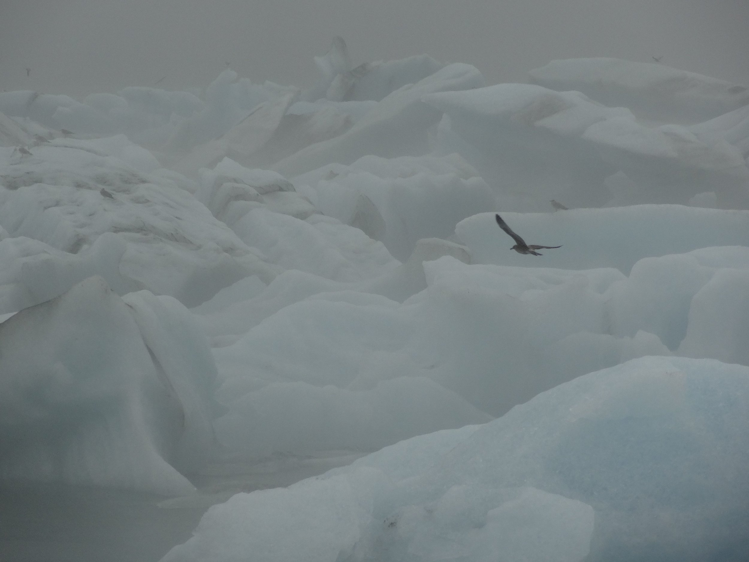 Gull over ice, southern Iceland.