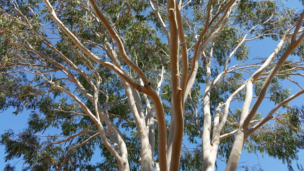 Ayers Rock Resort, gum tree.jpg