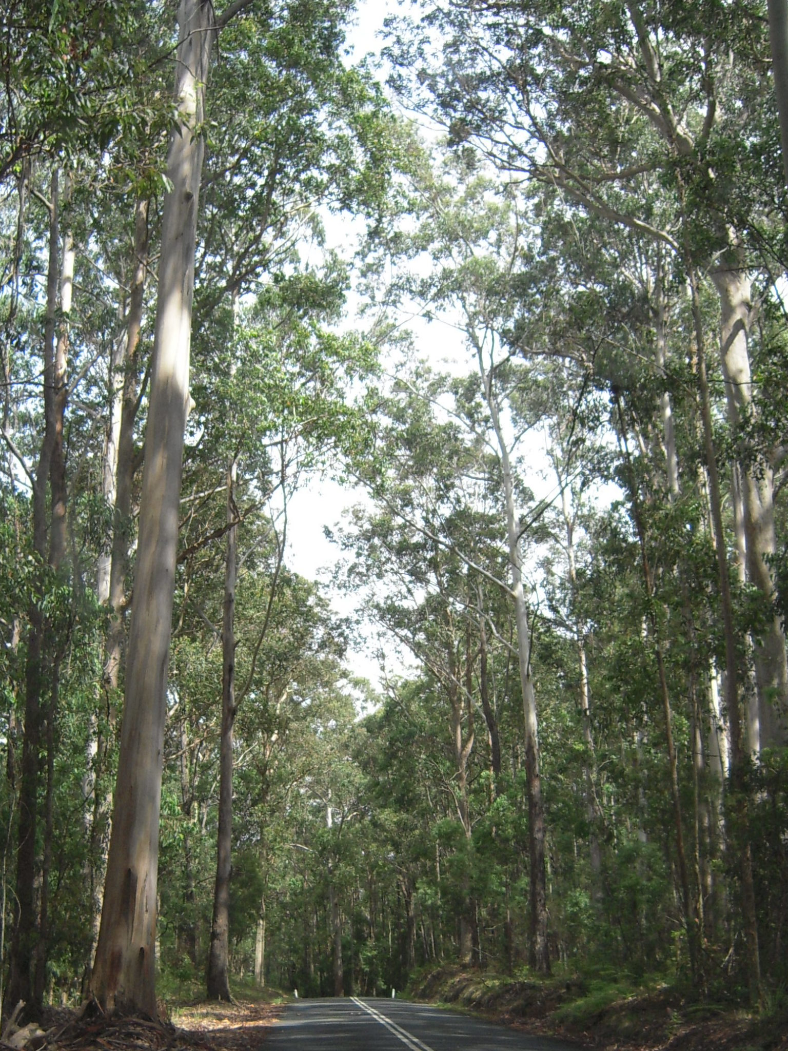 AUSTRALIA 2014 -- Depot Beach access road.JPG